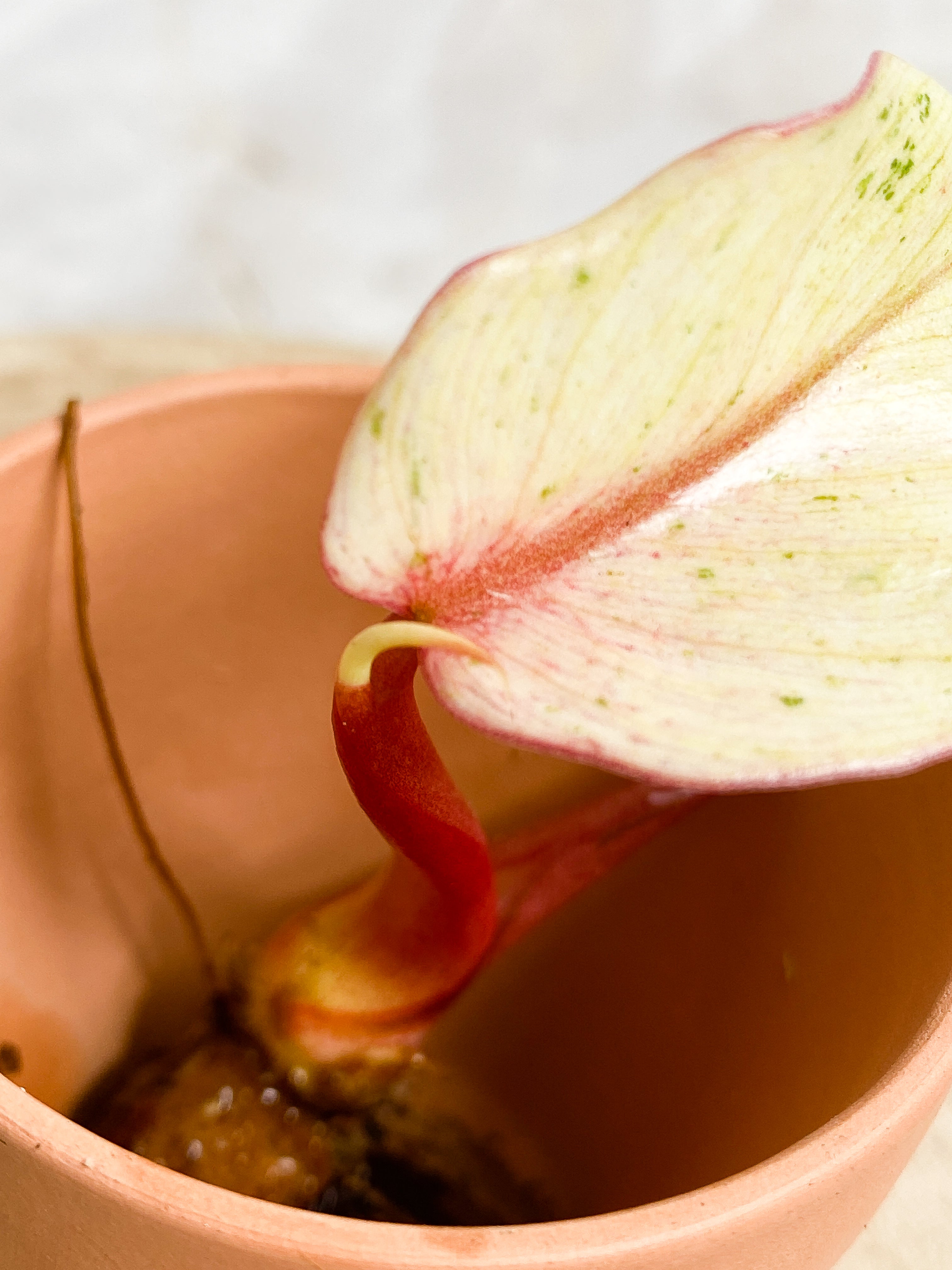 Philodendron Snowdrift 1 leaf 1 sprout rooting