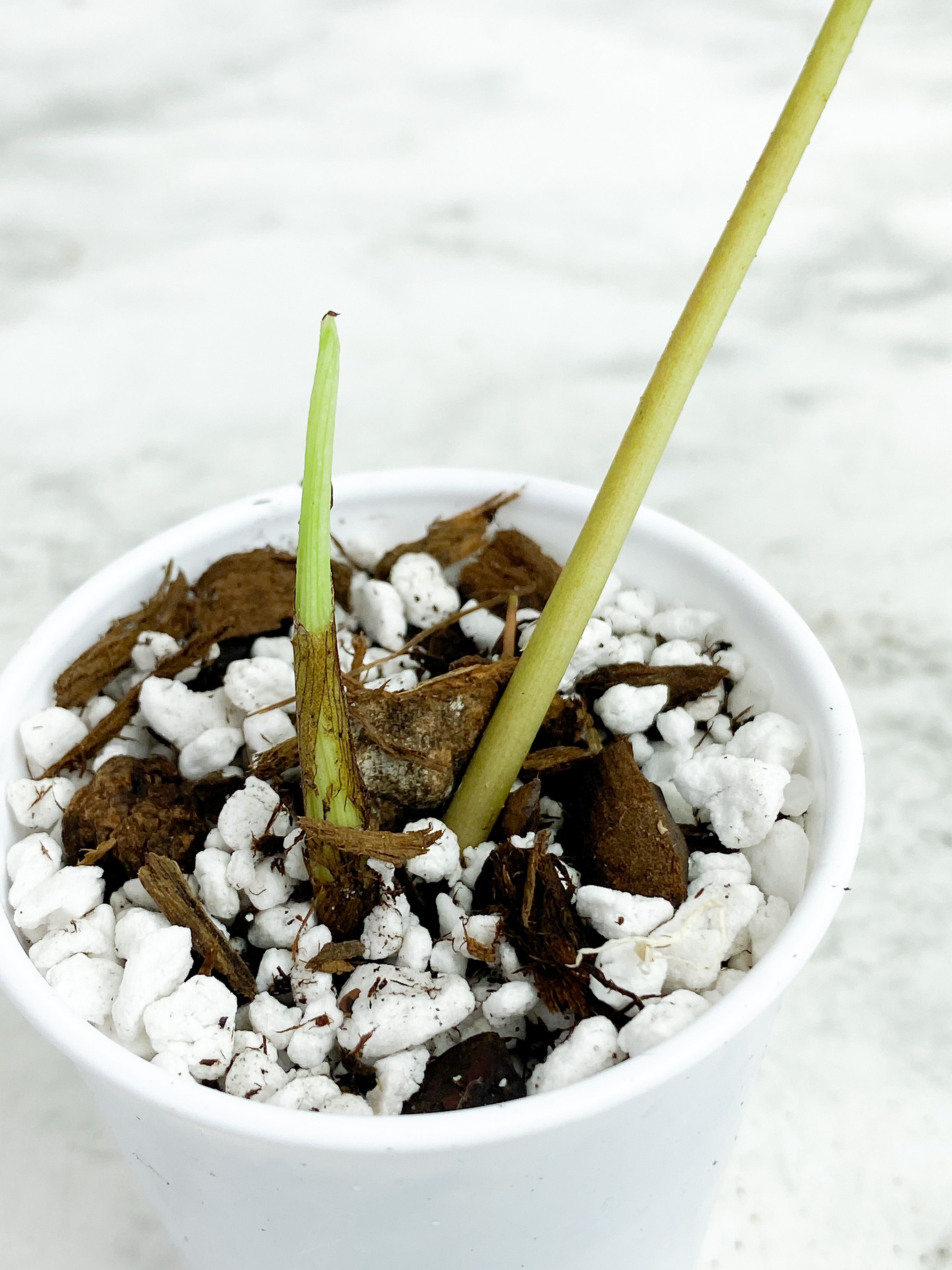 Philodendron verrucosum cobra 2 leaves slightly rooted