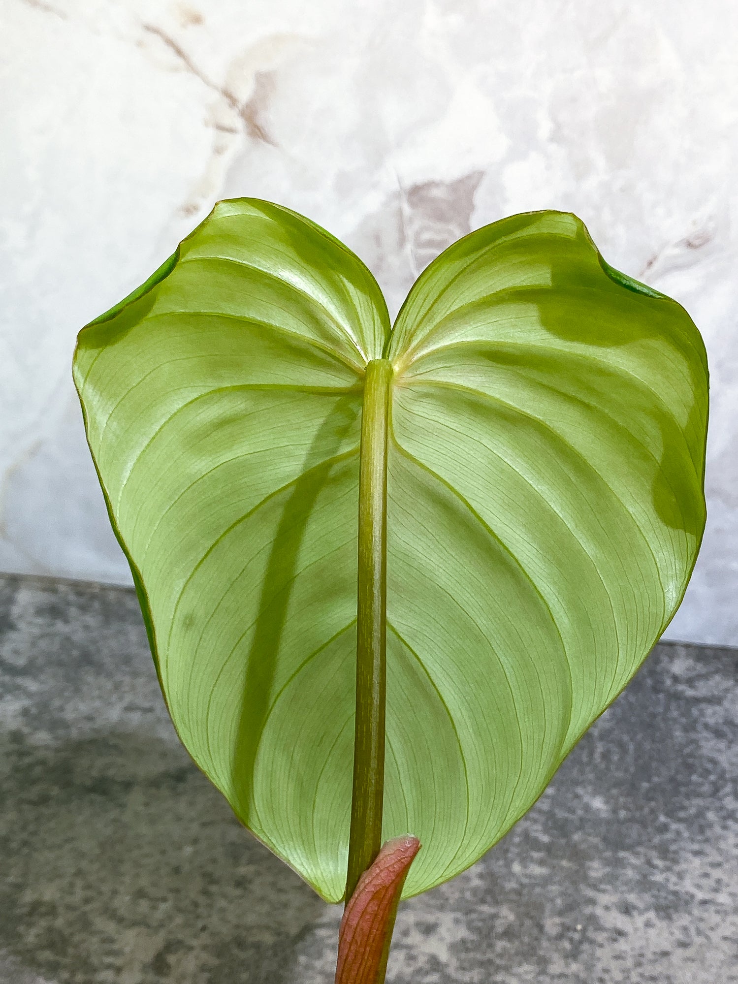 Philodendron McDowell 1leaf rooted 1sprout and 2 growing buds
