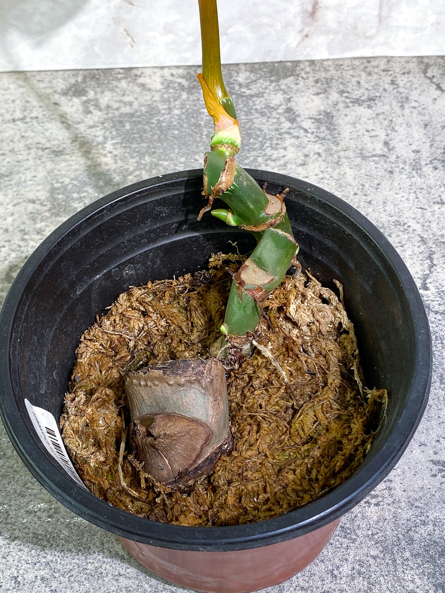 Philodendron McDowell 1leaf rooted 1sprout and 2 growing buds