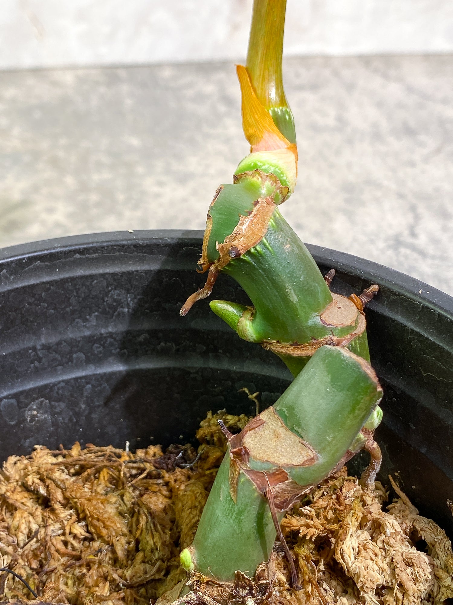 Philodendron McDowell 1leaf rooted 1sprout and 2 growing buds
