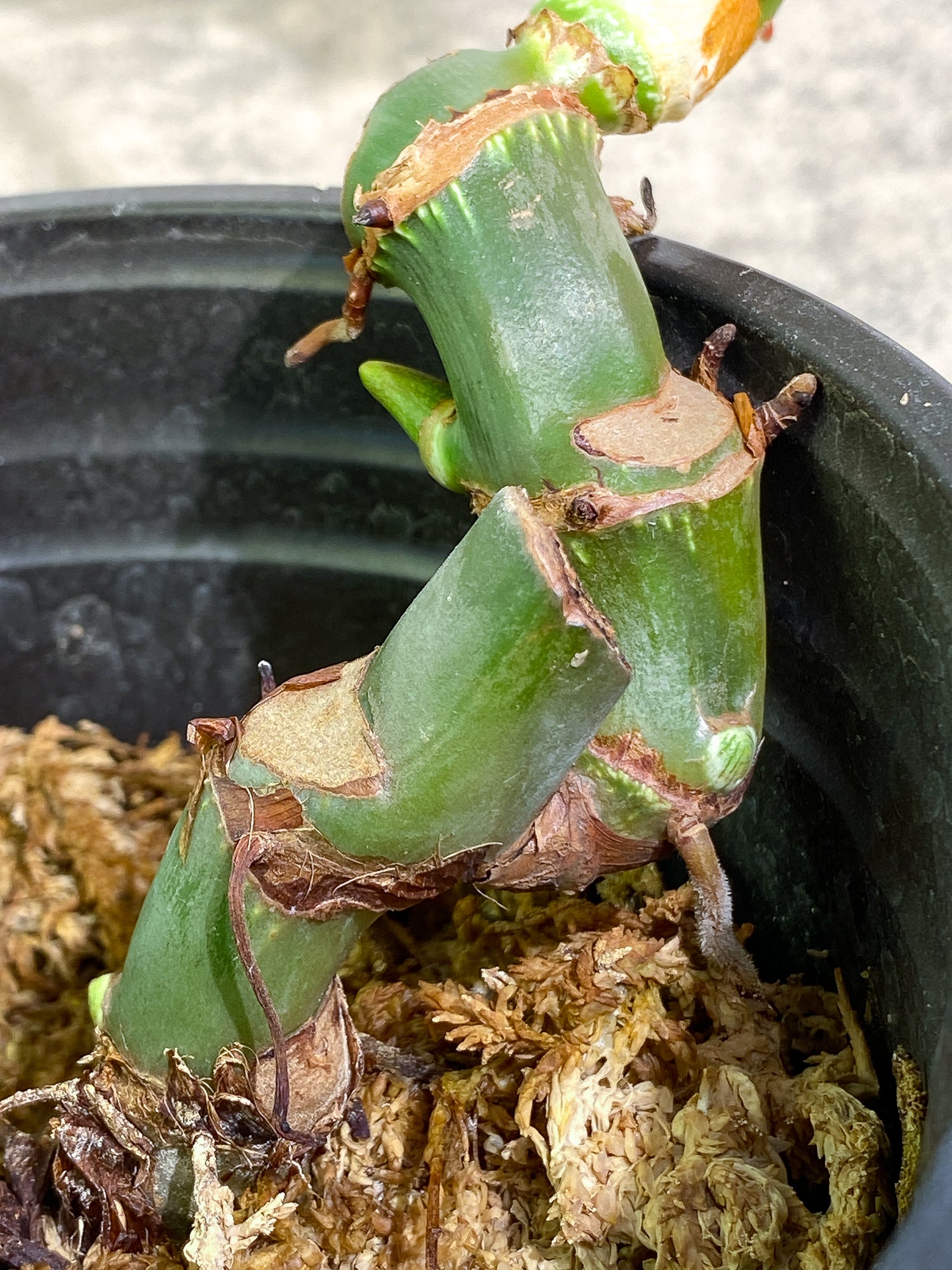 Philodendron McDowell 1leaf rooted 1sprout and 2 growing buds