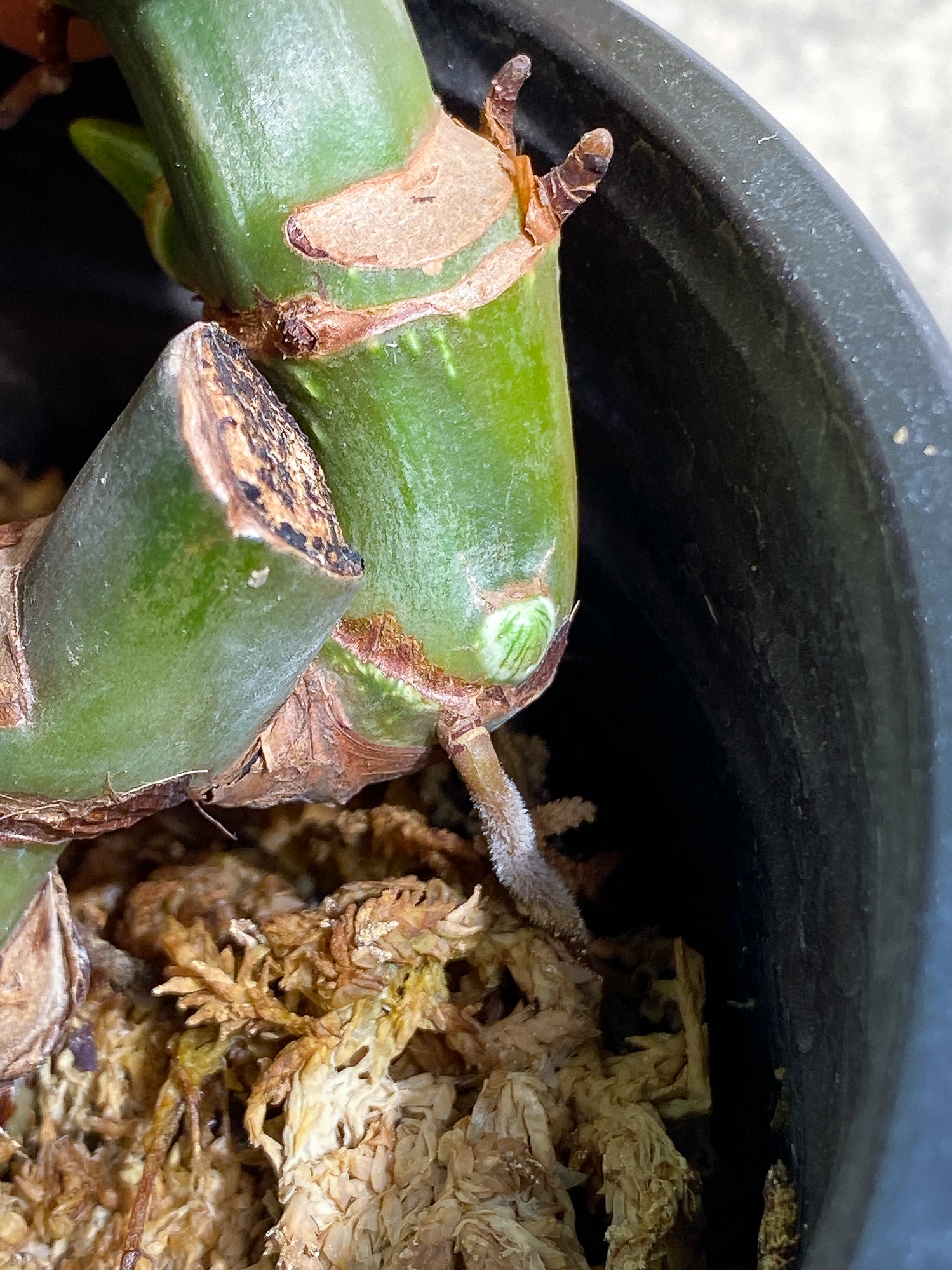 Philodendron McDowell 1leaf rooted 1sprout and 2 growing buds