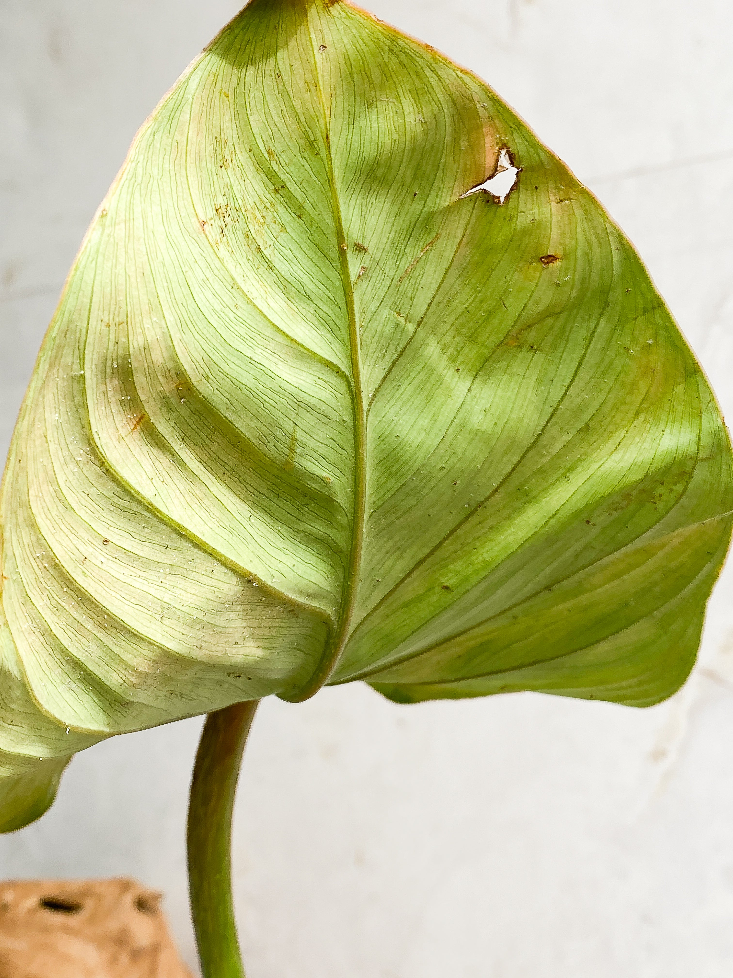Philodendron Gloriosum cutting with 1 leaf 1 sprout slightly rooted