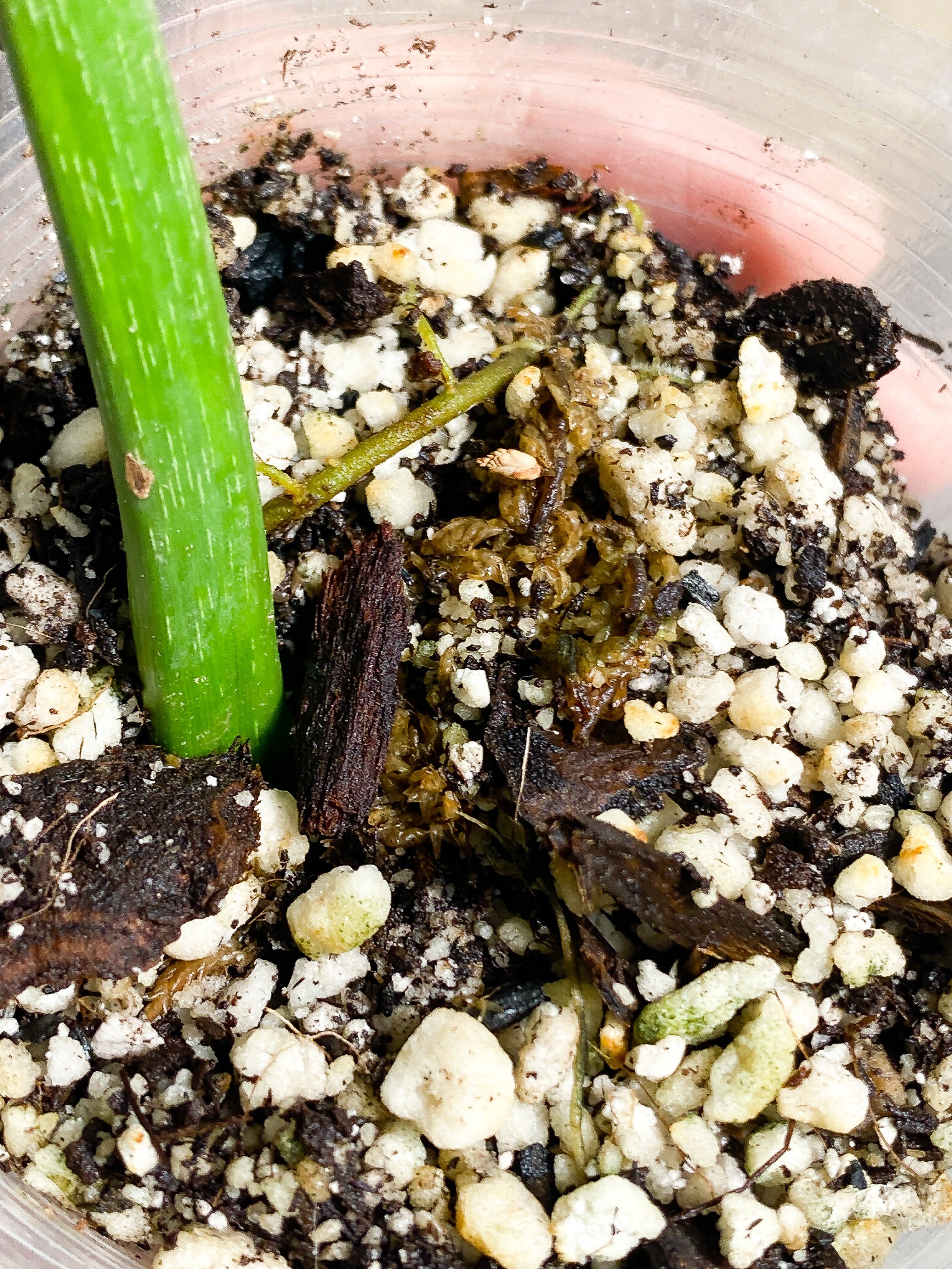 Philodendron Gloriosum cutting with 1 leaf 1 sprout slightly rooted