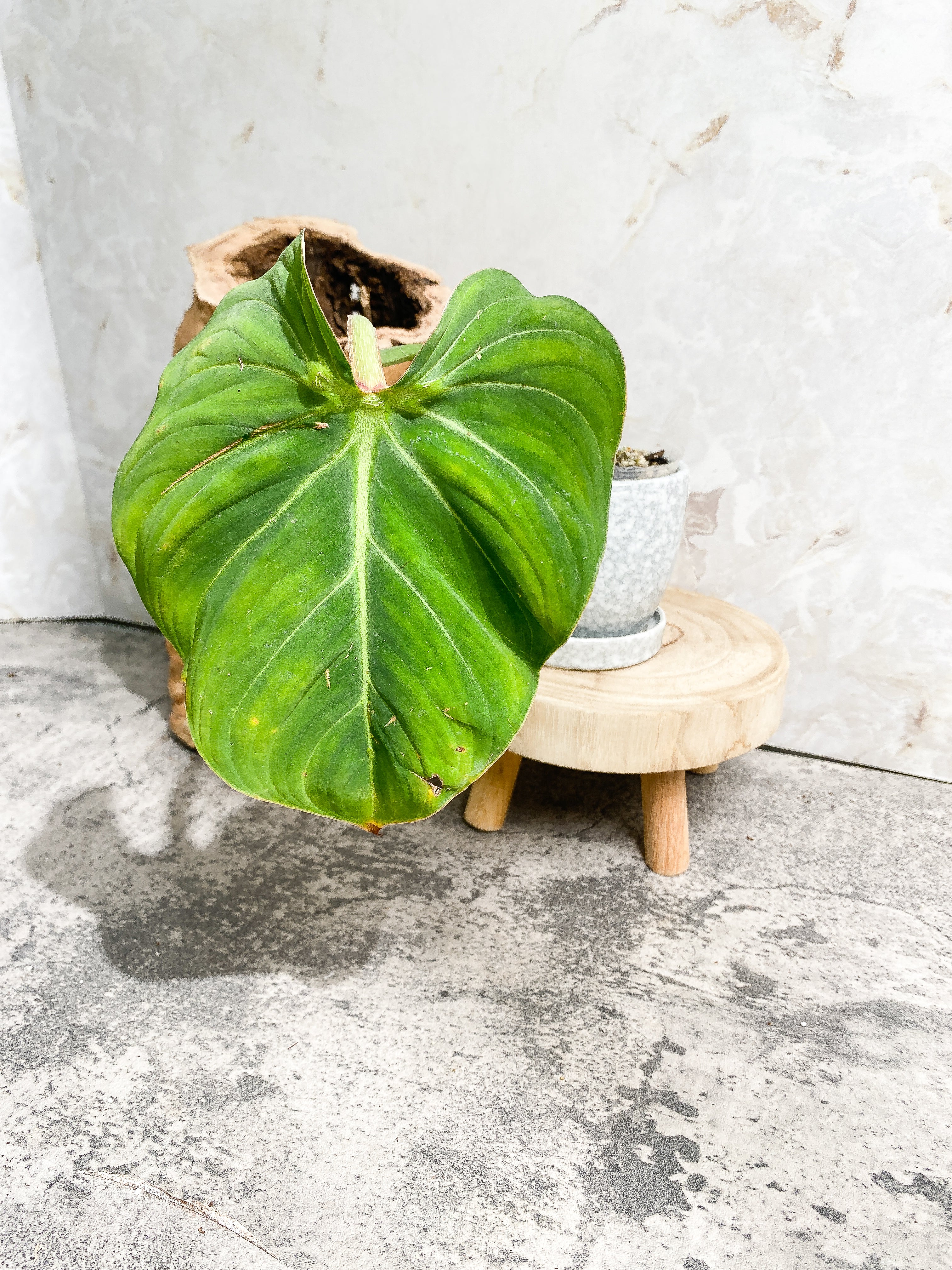 Philodendron Gloriosum cutting with 1 leaf 1 sprout slightly rooted