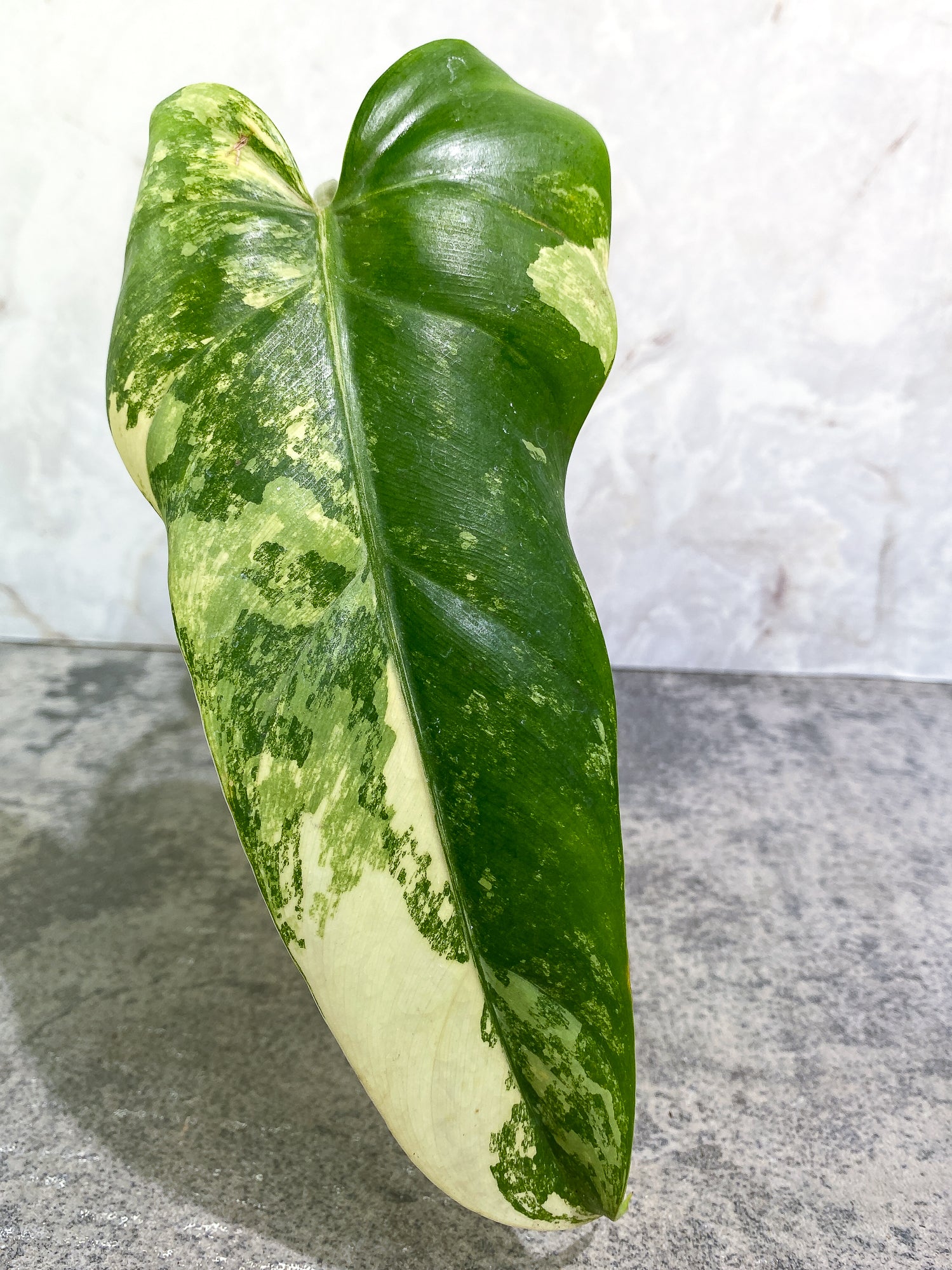 Philodendron Domesticum Variegated 1 leaf with 1extra growing bud rooted