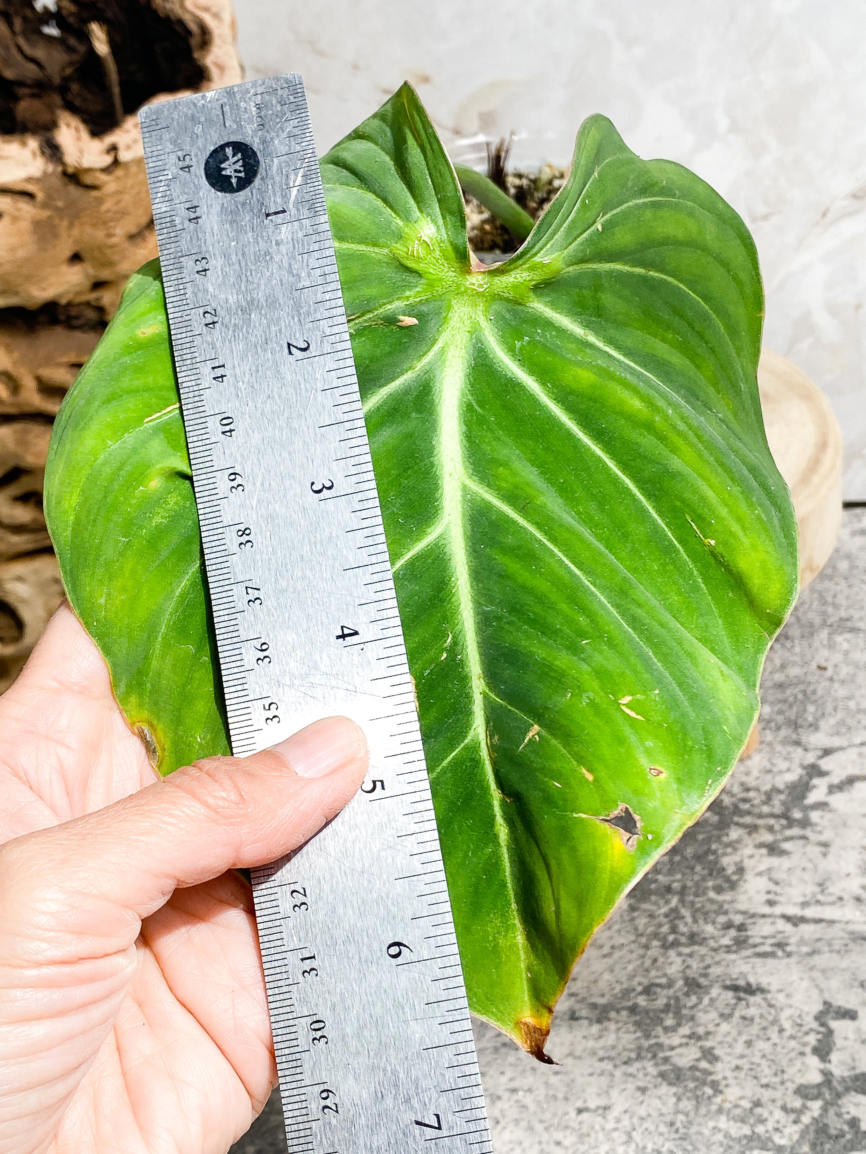 Philodendron Gloriosum cutting with 1 leaf 1 sprout slightly rooted