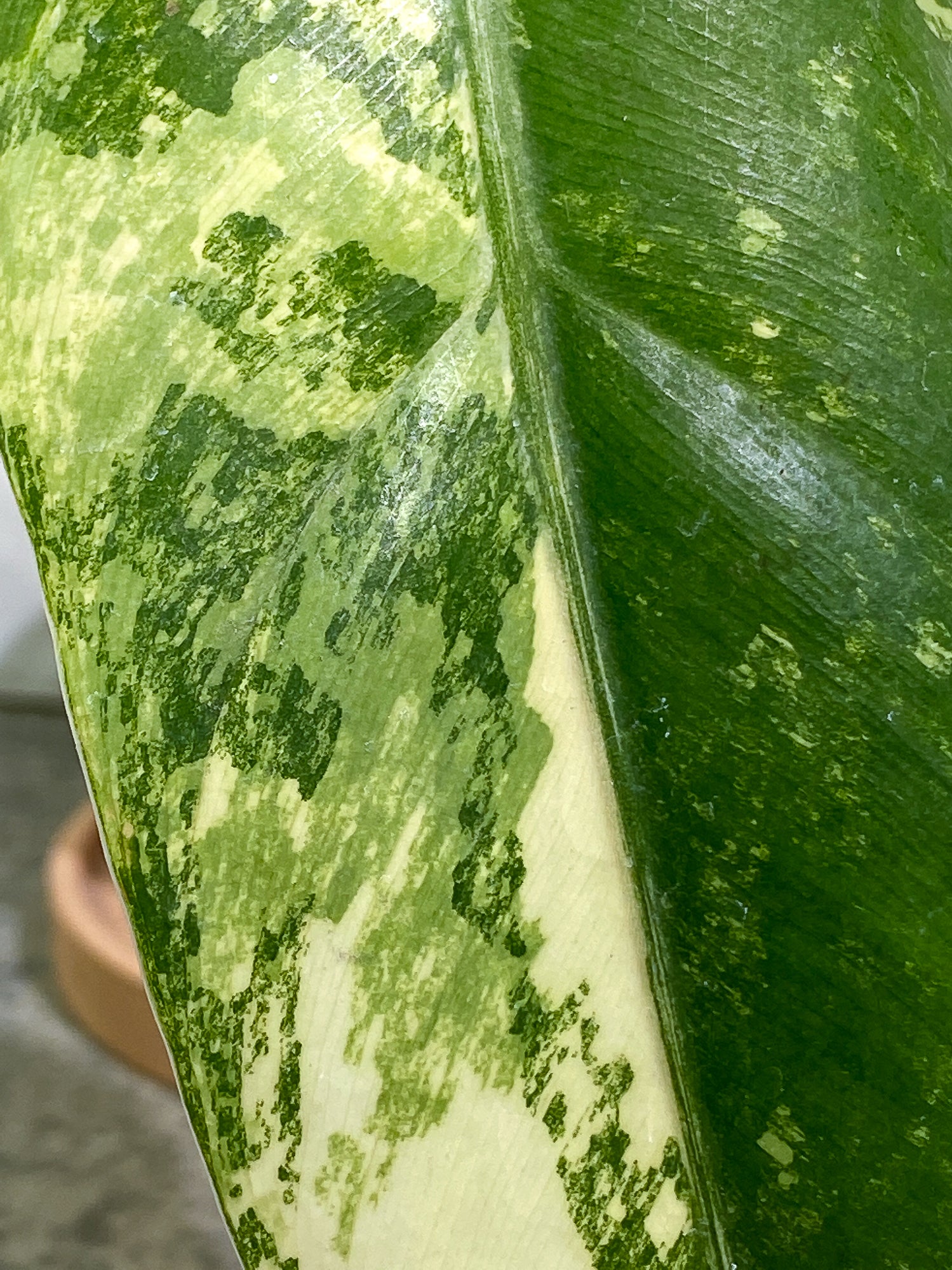 Philodendron Domesticum Variegated 1 leaf with 1extra growing bud rooted