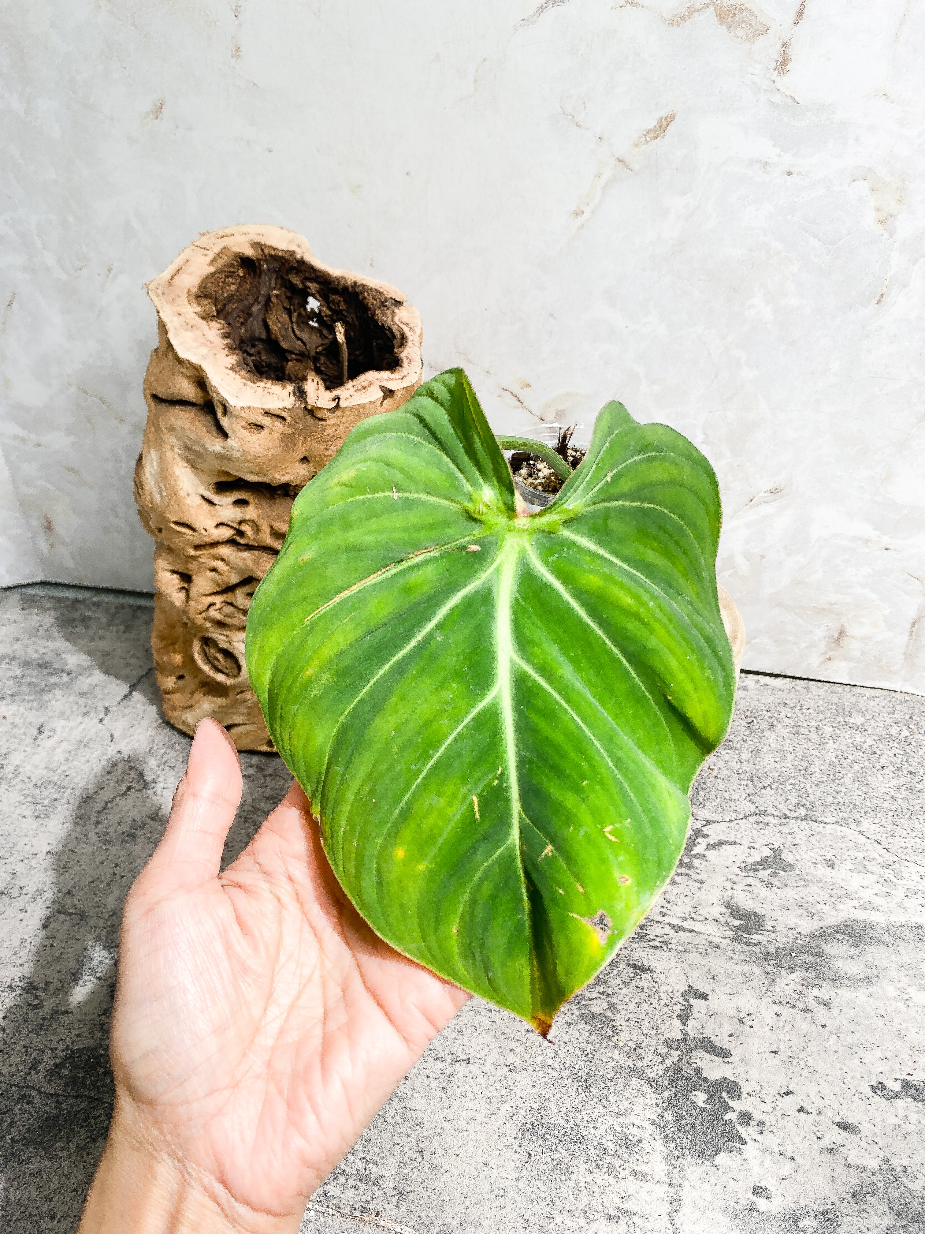 Philodendron Gloriosum cutting with 1 leaf 1 sprout slightly rooted