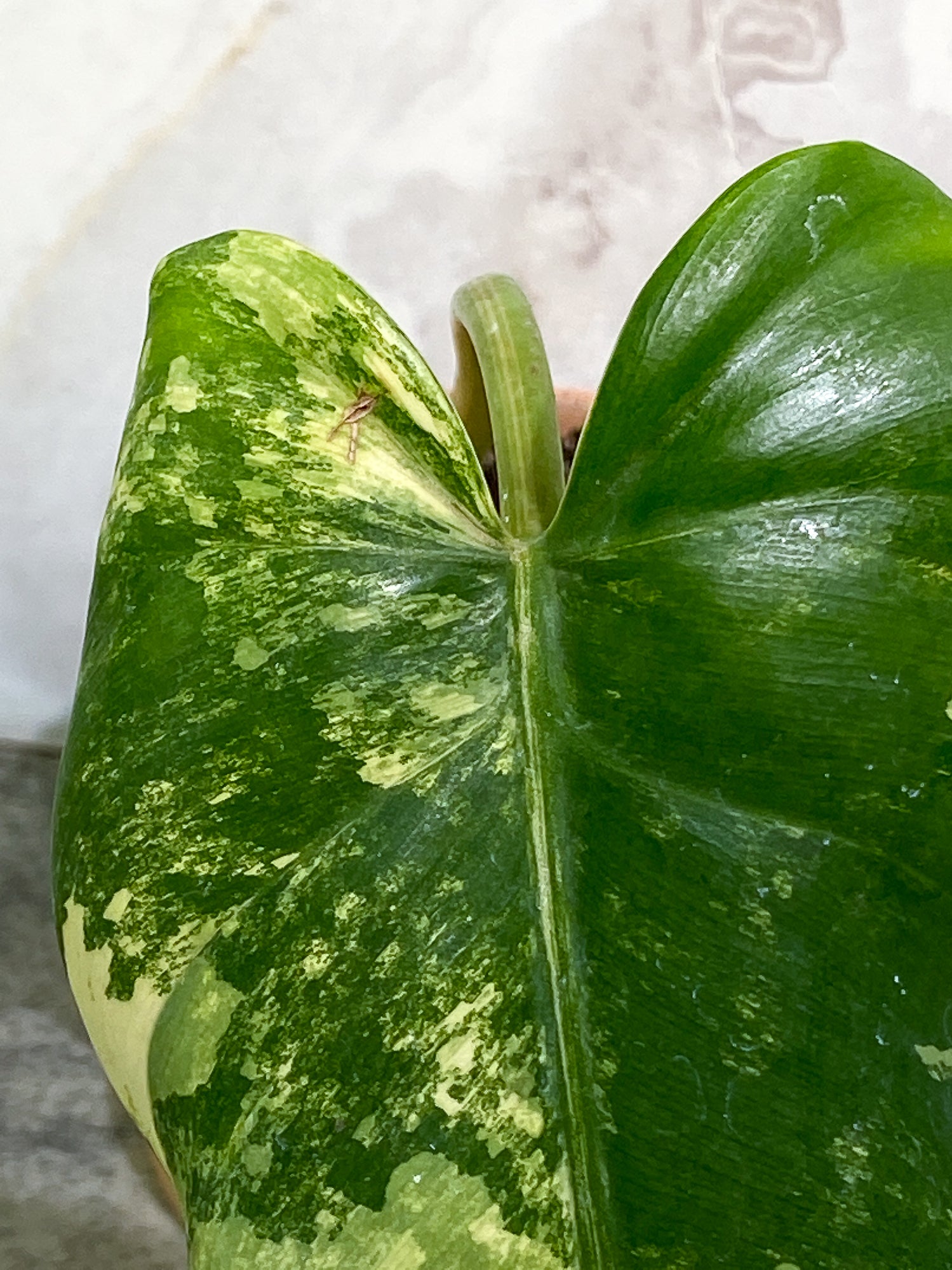 Philodendron Domesticum Variegated 1 leaf with 1extra growing bud rooted