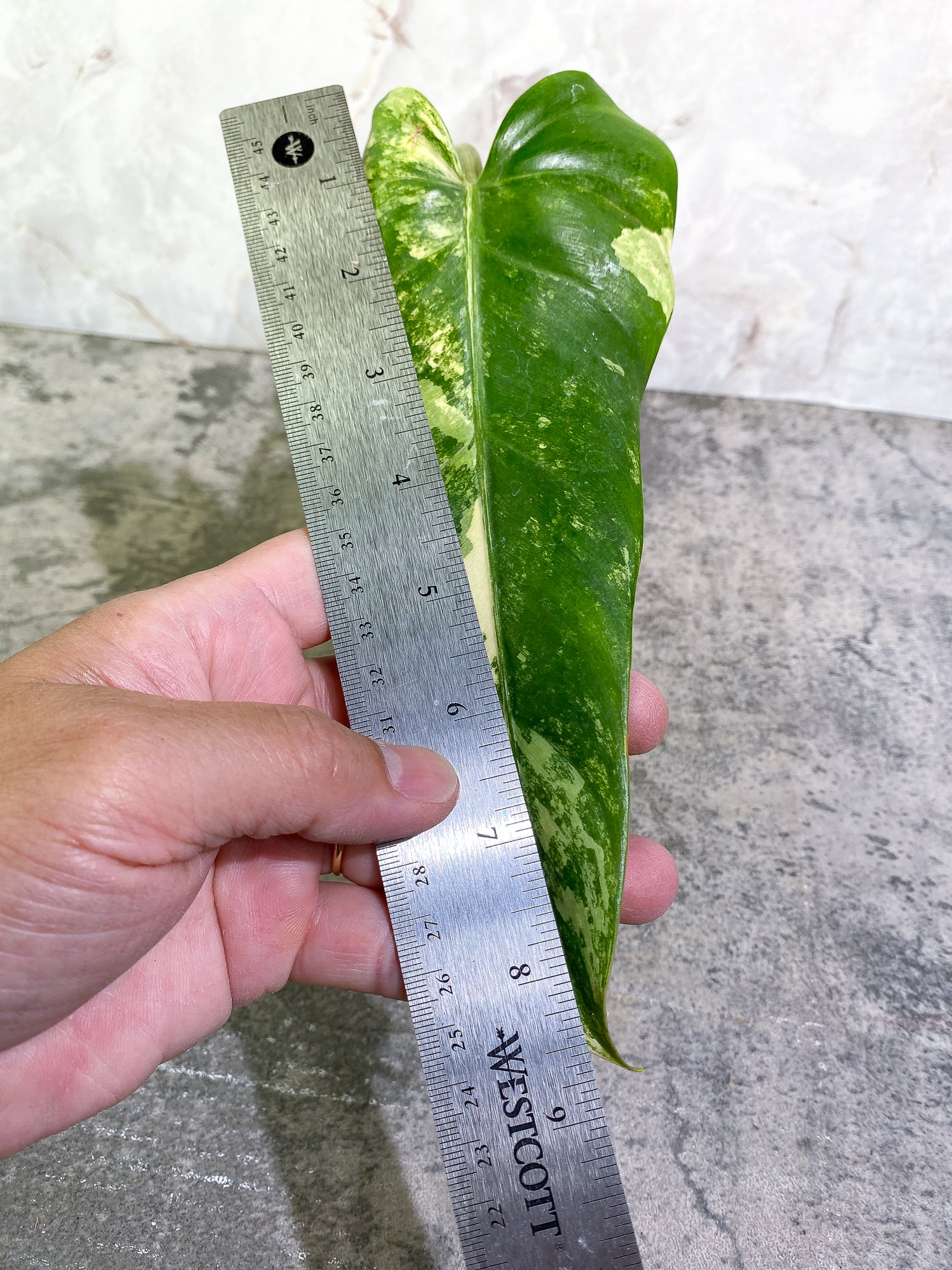 Philodendron Domesticum Variegated 1 leaf with 1extra growing bud rooted