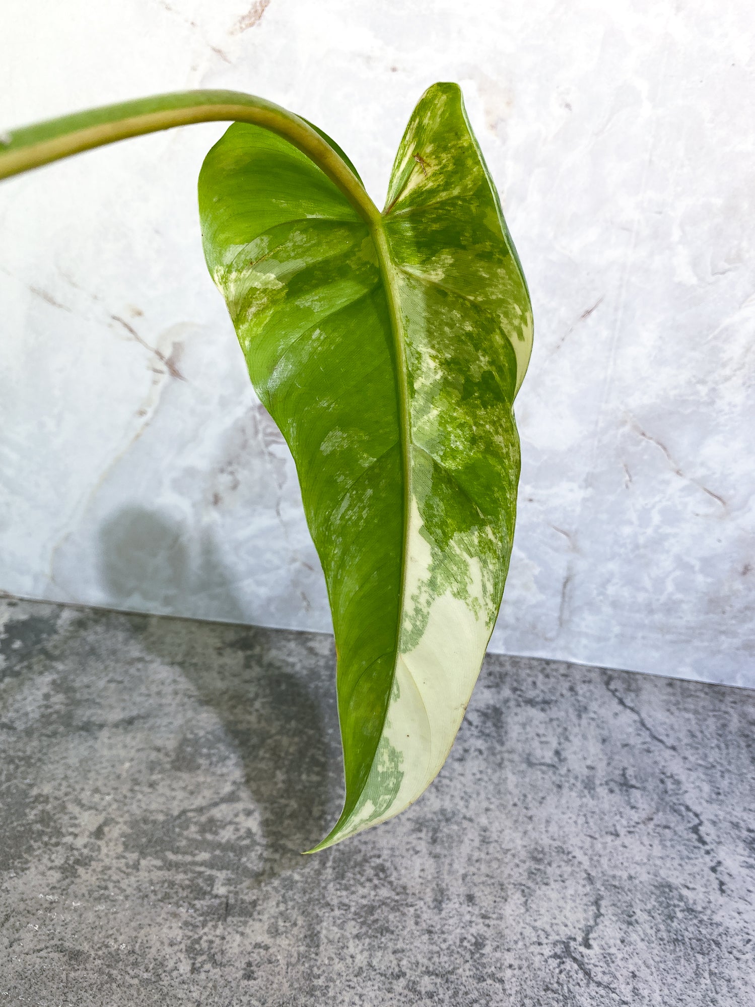 Philodendron Domesticum Variegated 1 leaf with 1extra growing bud rooted