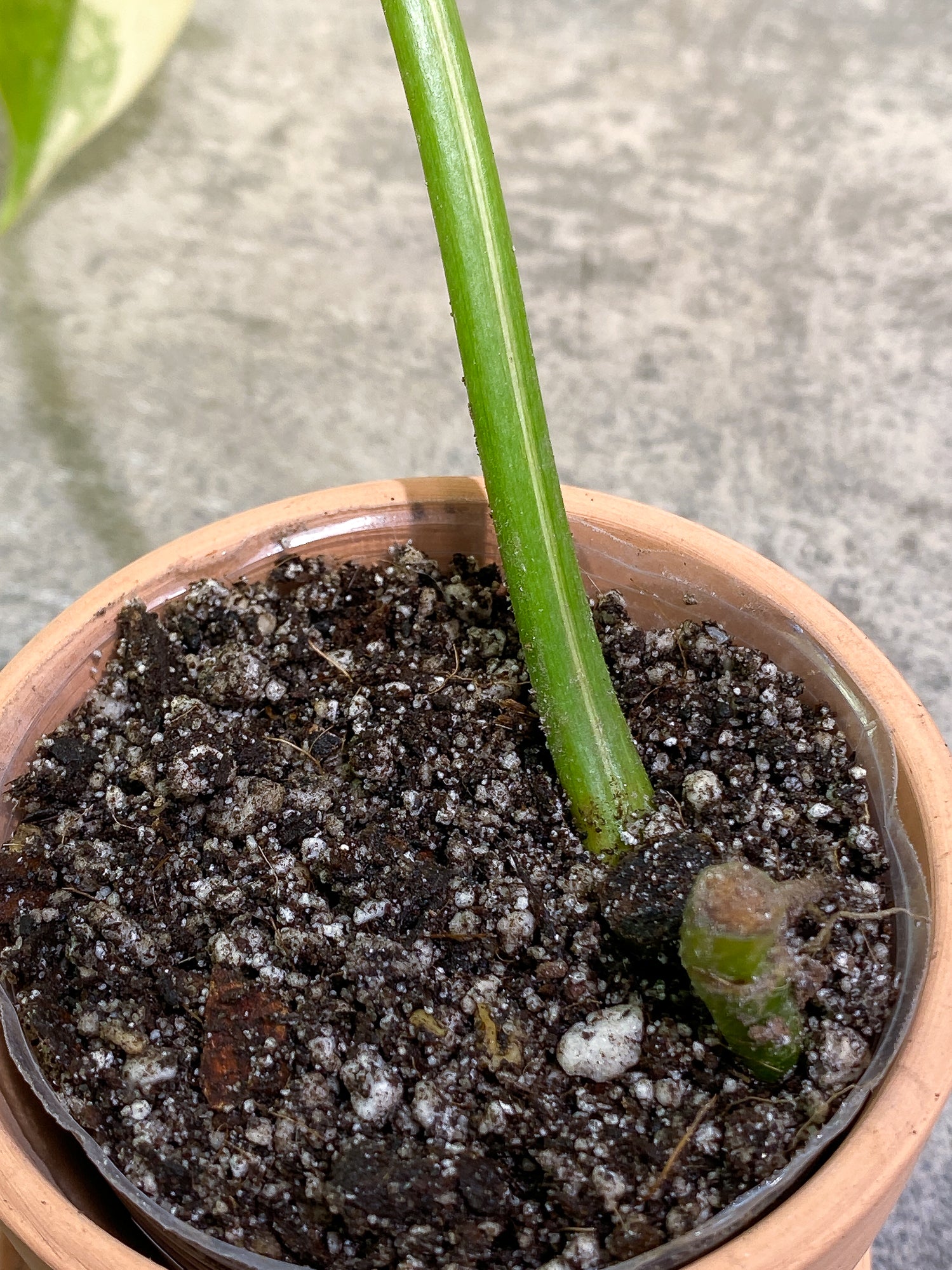 Philodendron Domesticum Variegated 1 leaf with 1extra growing bud rooted