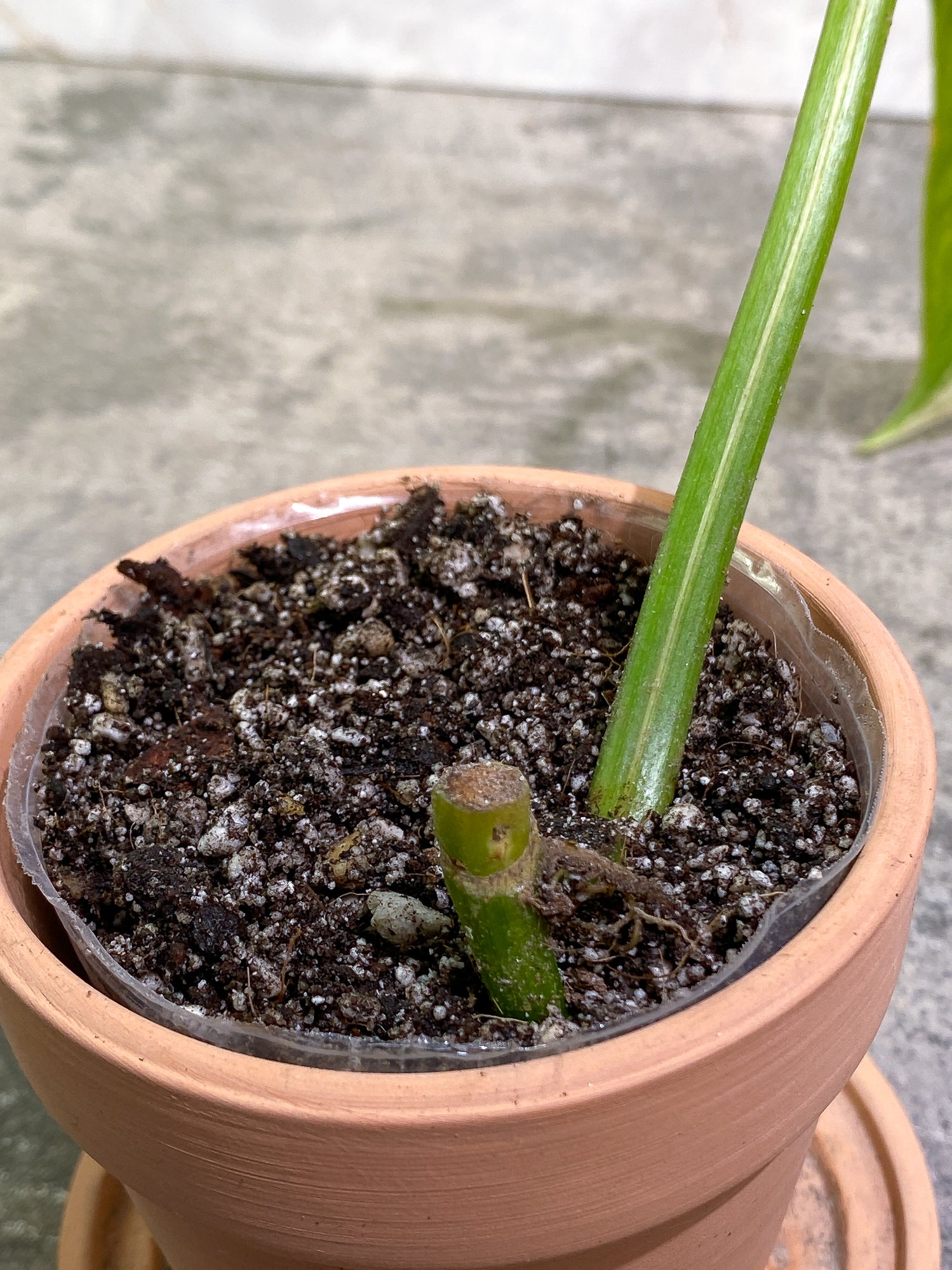 Philodendron Domesticum Variegated 1 leaf with 1extra growing bud rooted