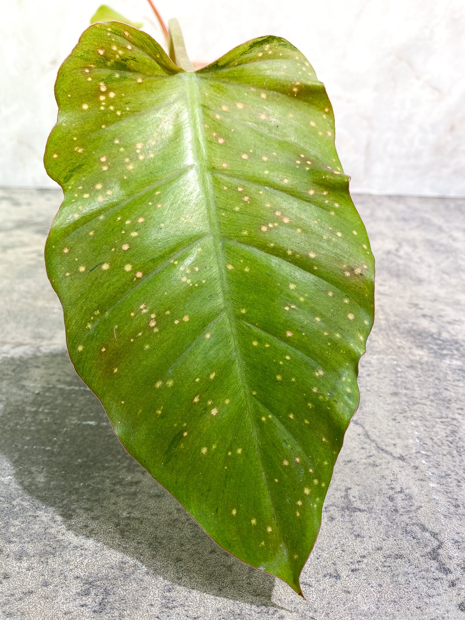 Philodendron SnowDrifts 2 leaves 1 sprout rooted
