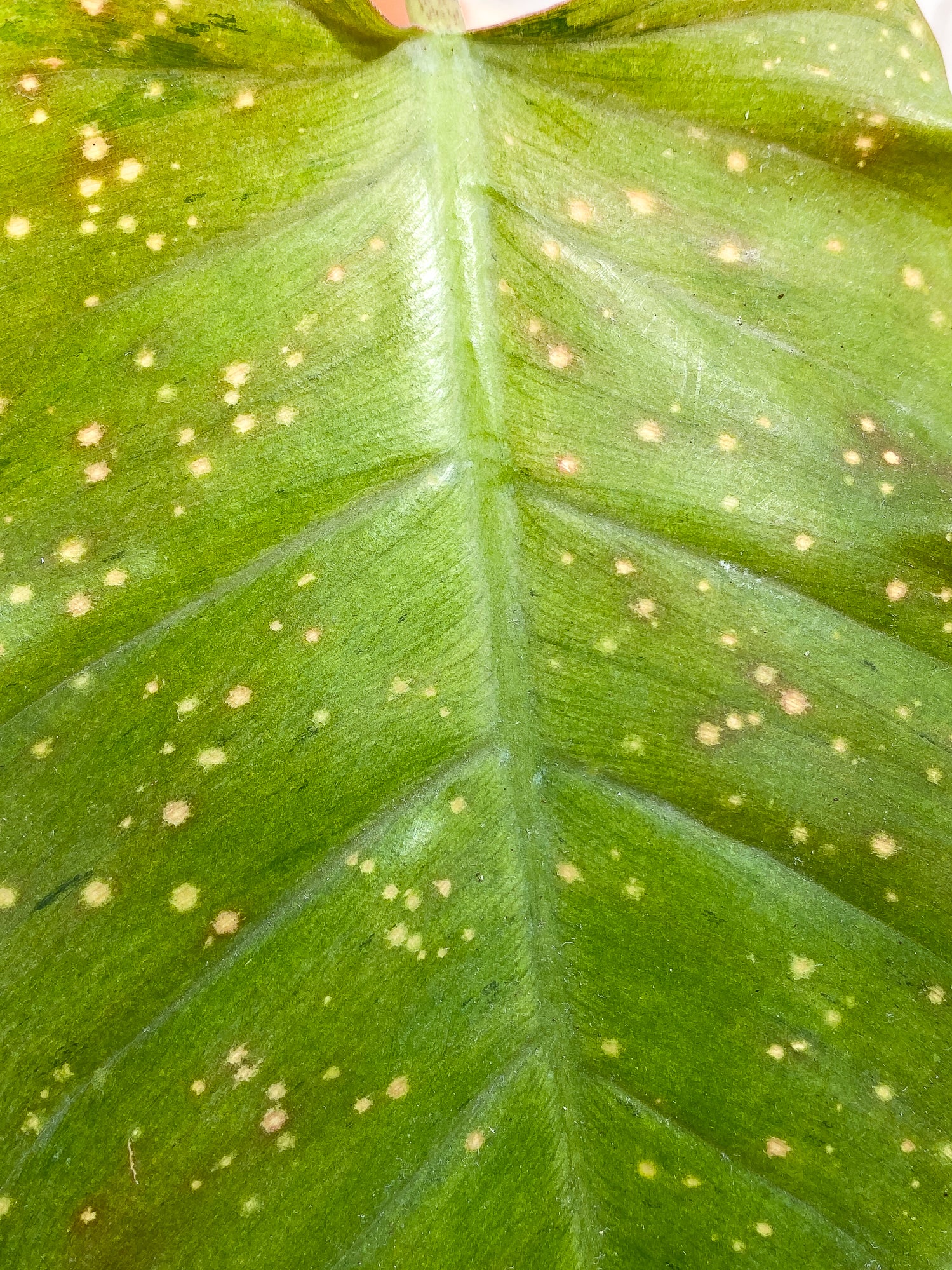 Philodendron SnowDrifts 2 leaves 1 sprout rooted
