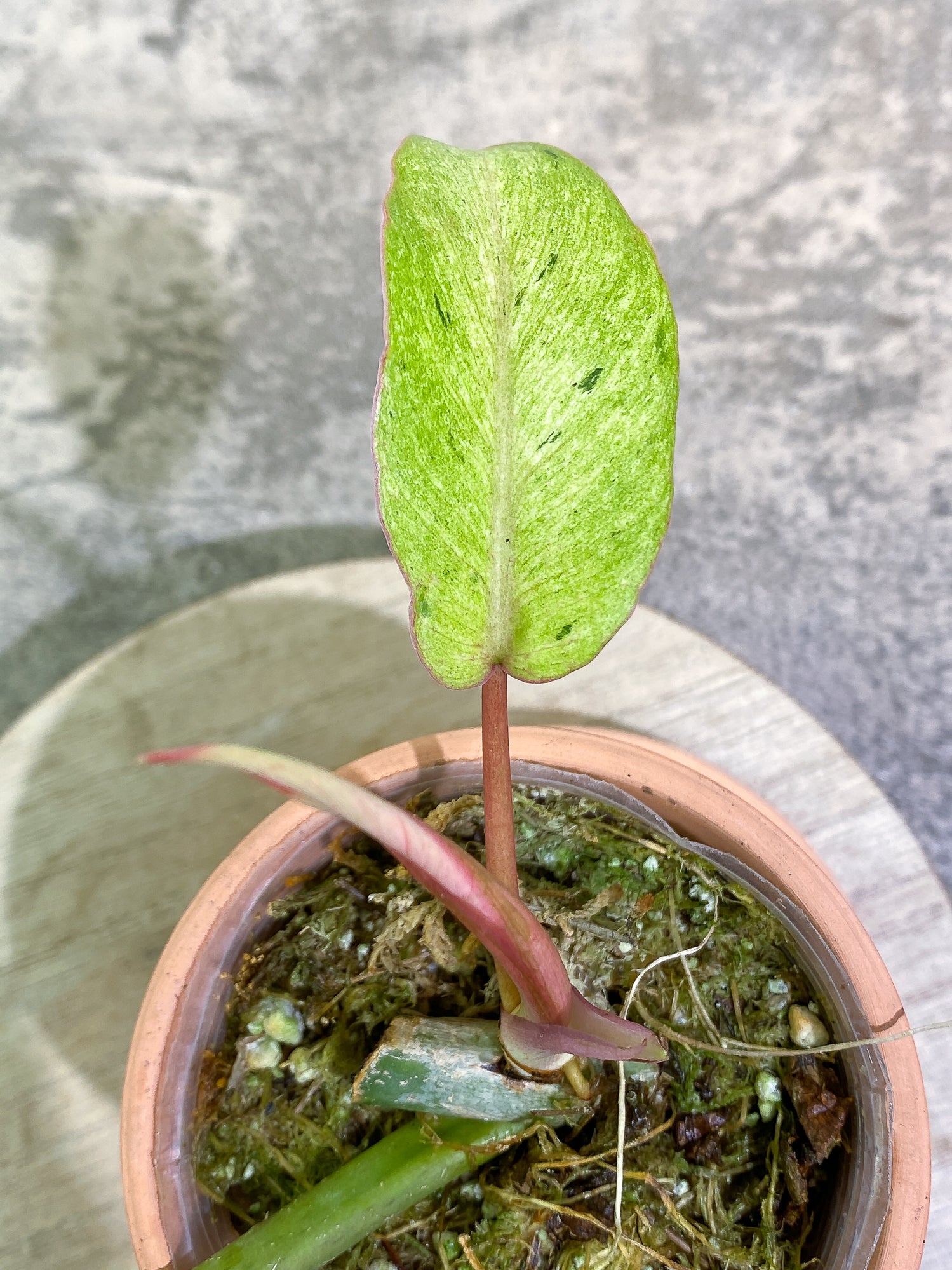 Philodendron SnowDrifts 2 leaves 1 sprout rooted