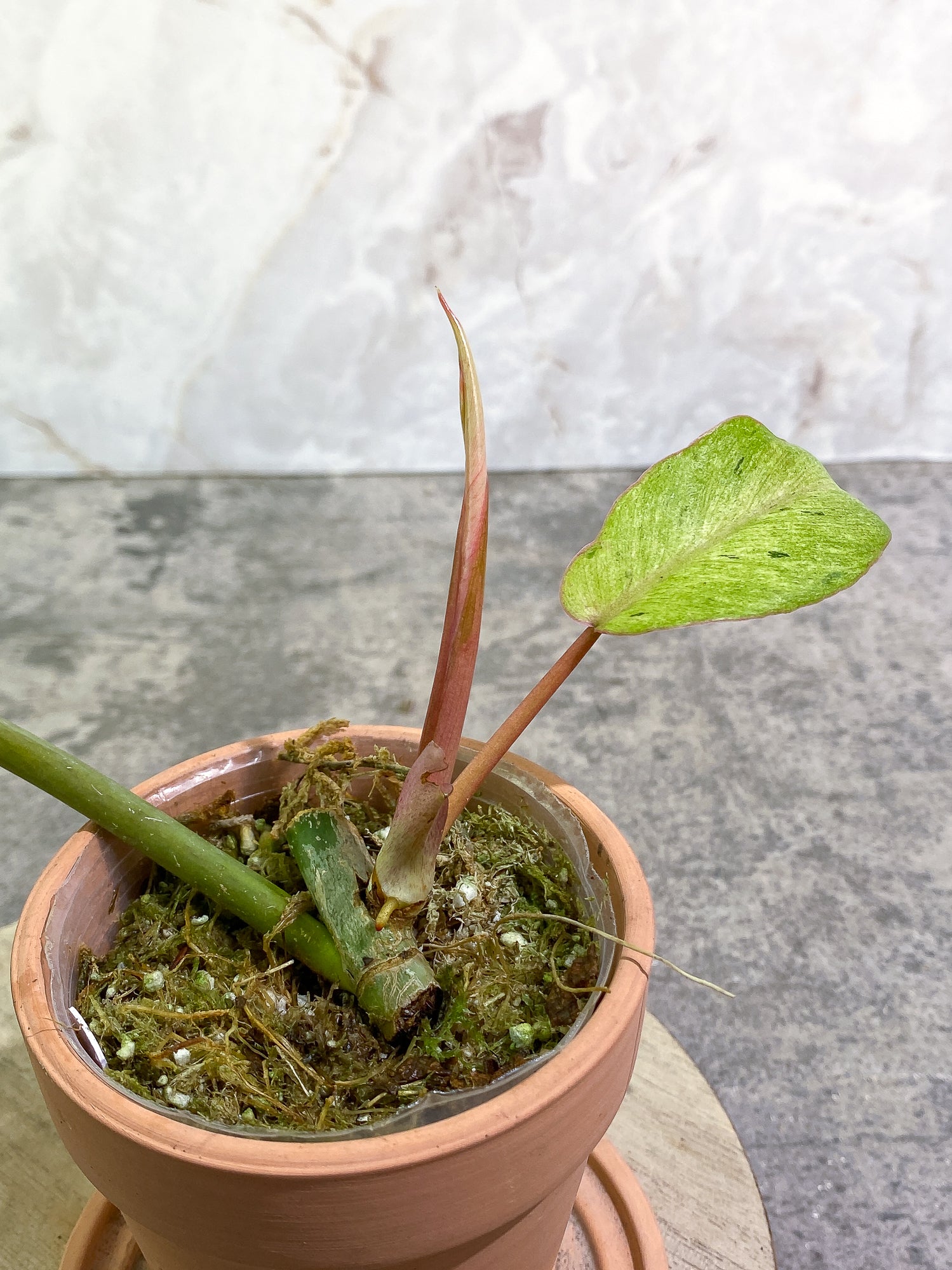 Philodendron SnowDrifts 2 leaves 1 sprout rooted