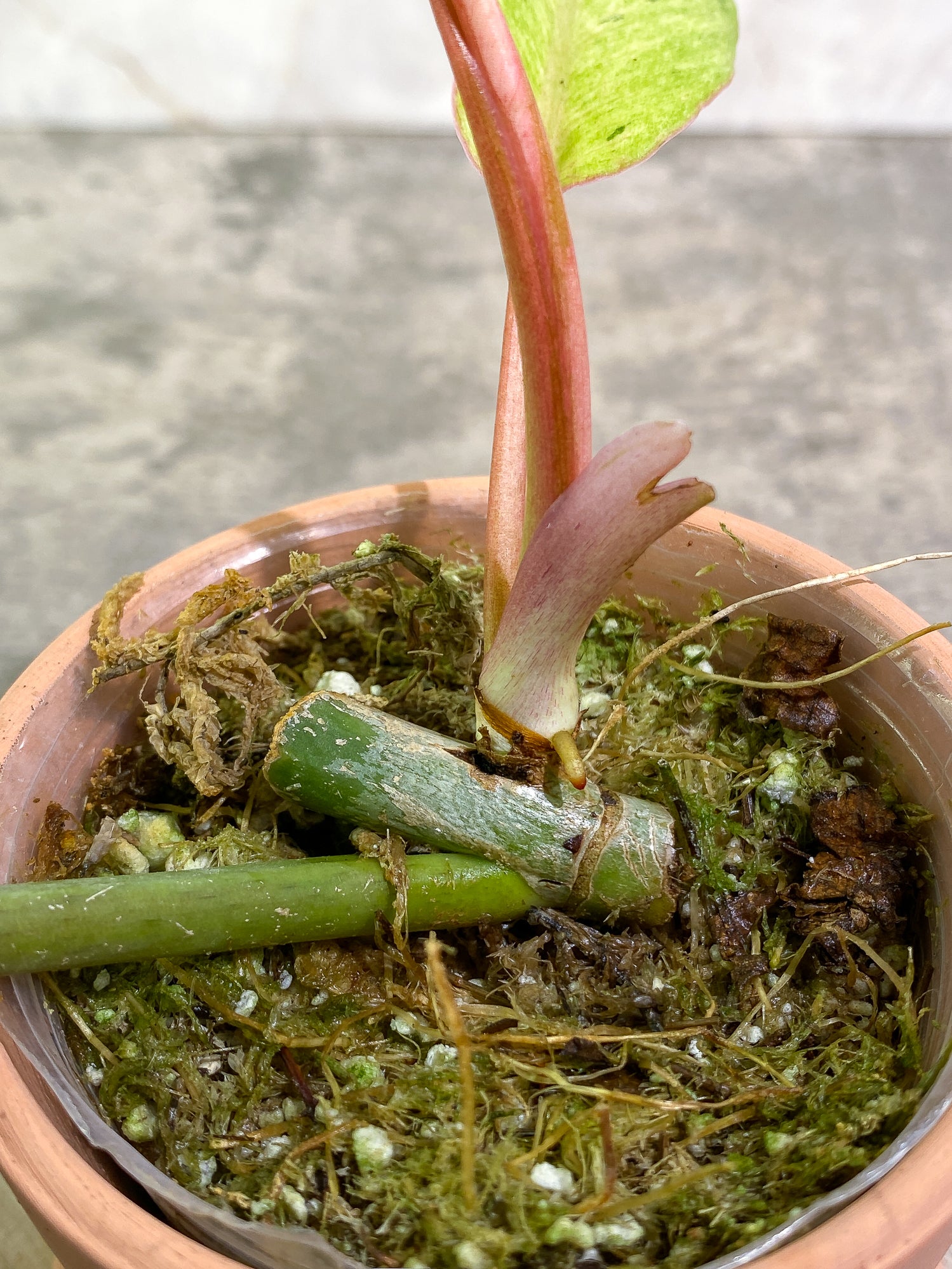Philodendron SnowDrifts 2 leaves 1 sprout rooted