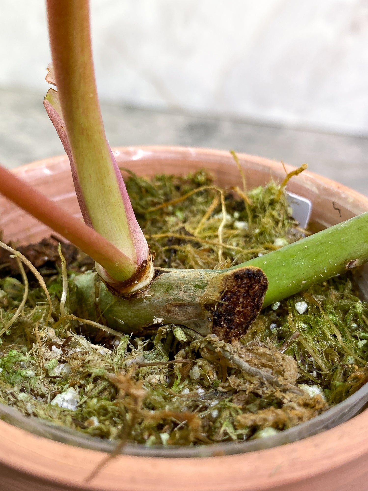 Philodendron SnowDrifts 2 leaves 1 sprout rooted