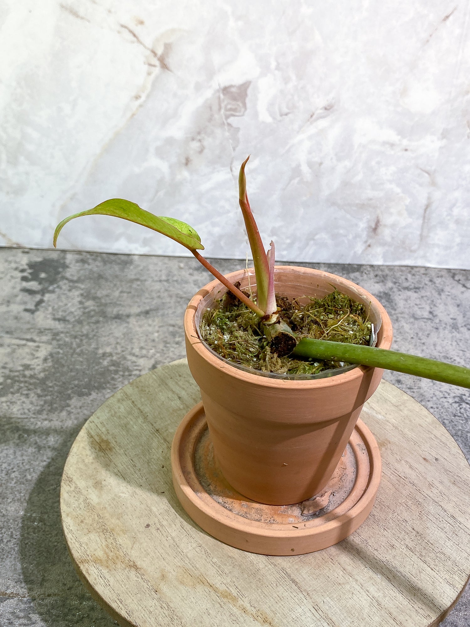 Philodendron SnowDrifts 2 leaves 1 sprout rooted