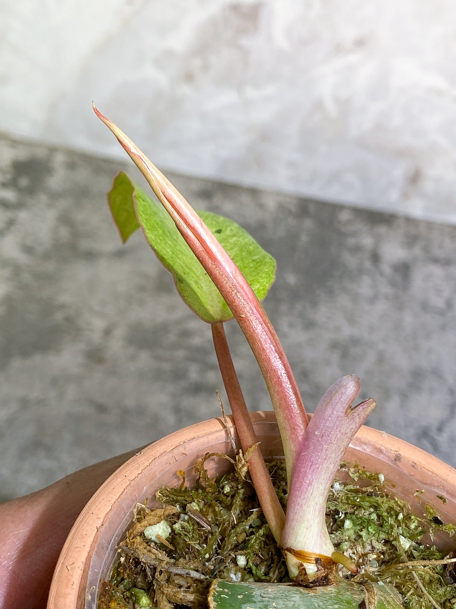 Philodendron SnowDrifts 2 leaves 1 sprout rooted