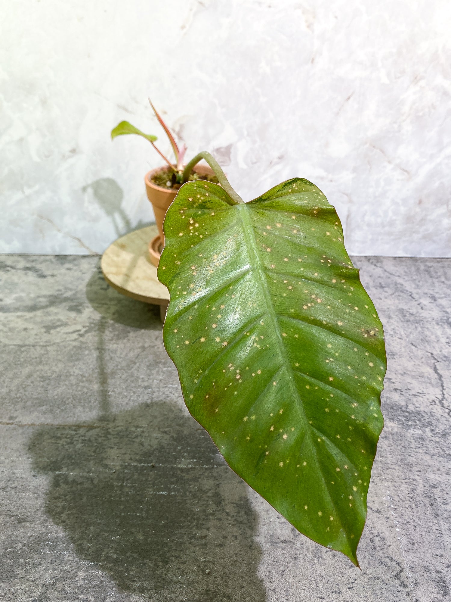 Philodendron SnowDrifts 2 leaves 1 sprout rooted