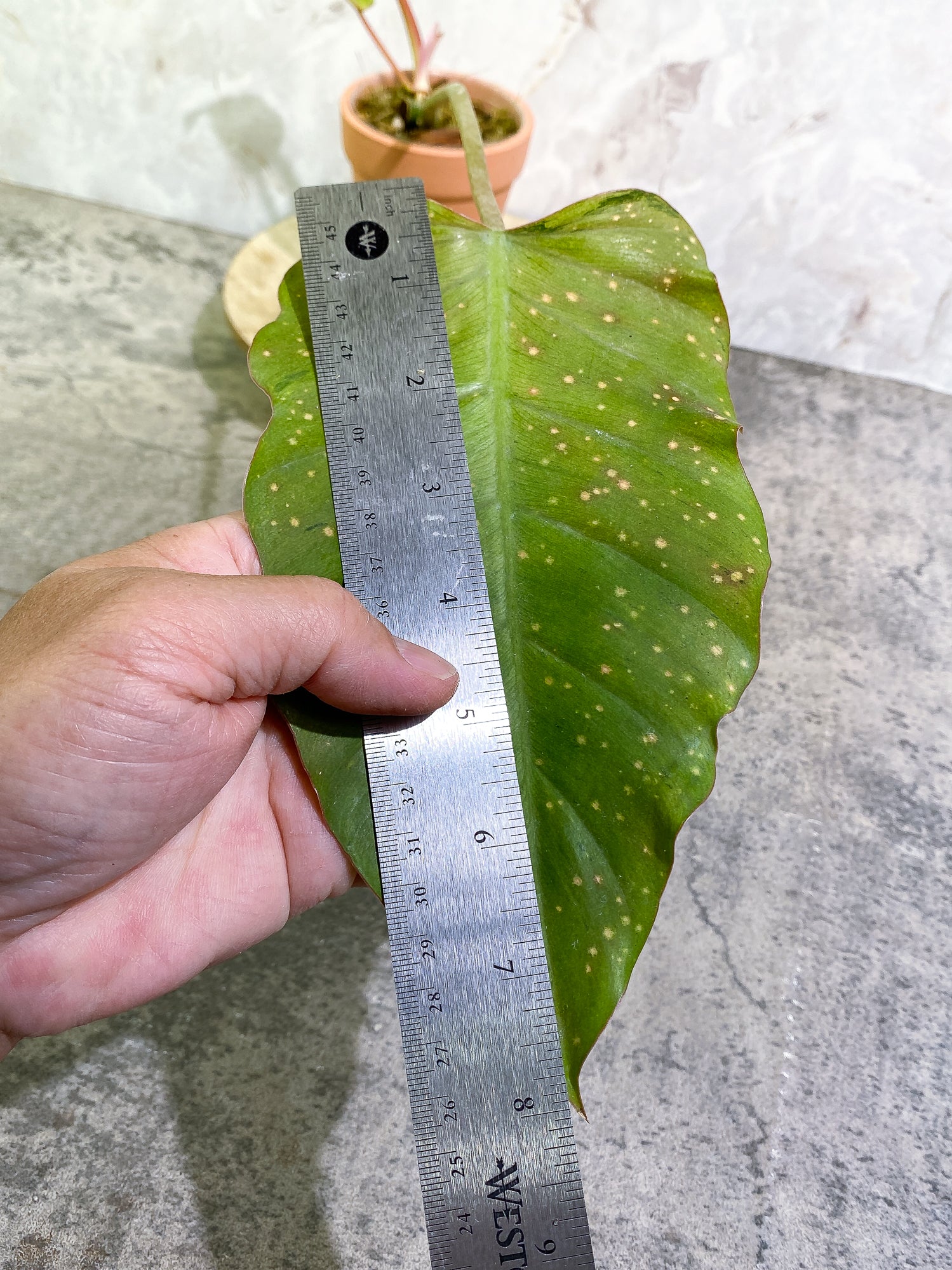 Philodendron SnowDrifts 2 leaves 1 sprout rooted