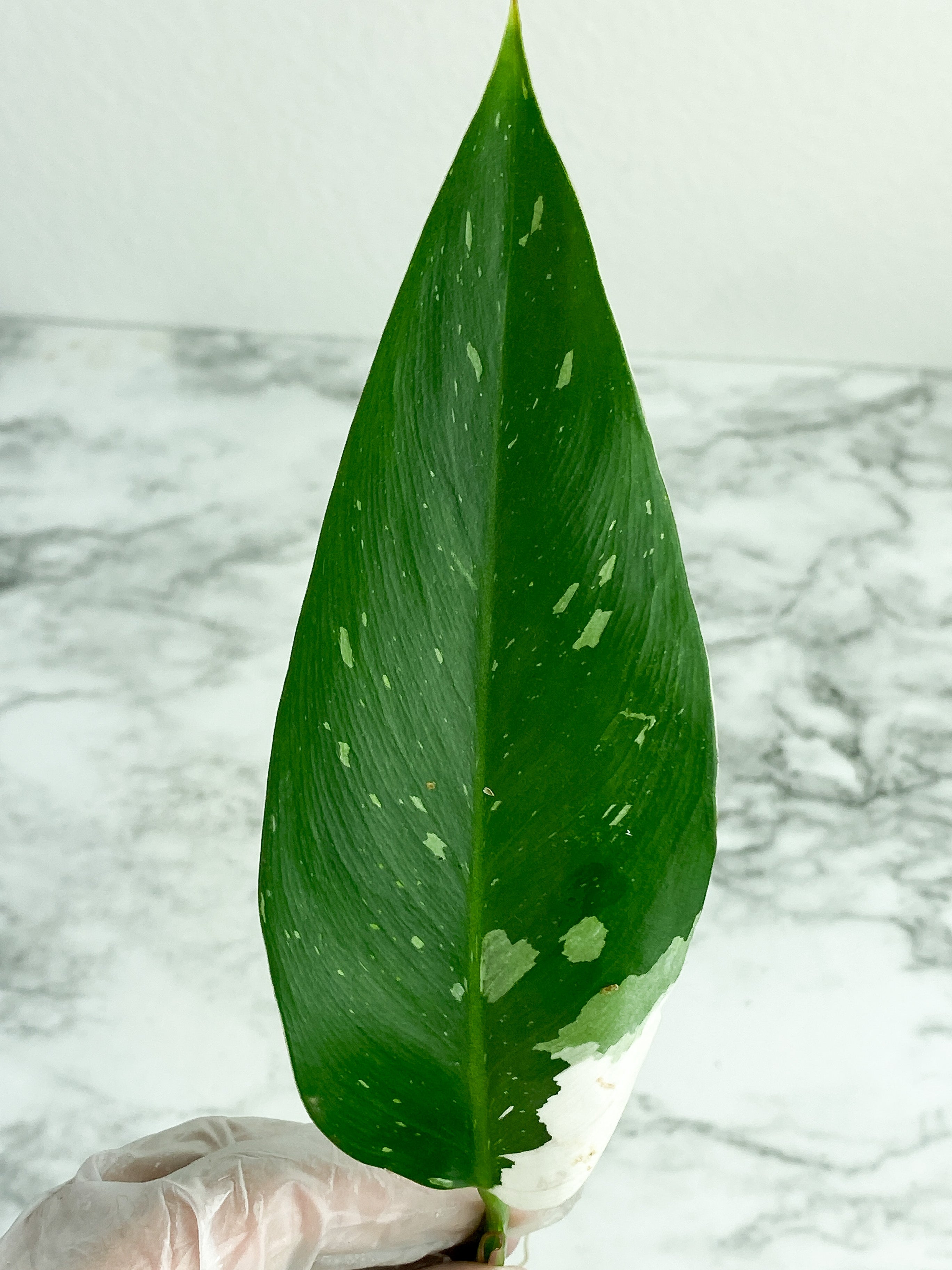 Sectoral Philodendron White Princess unrooted cutting