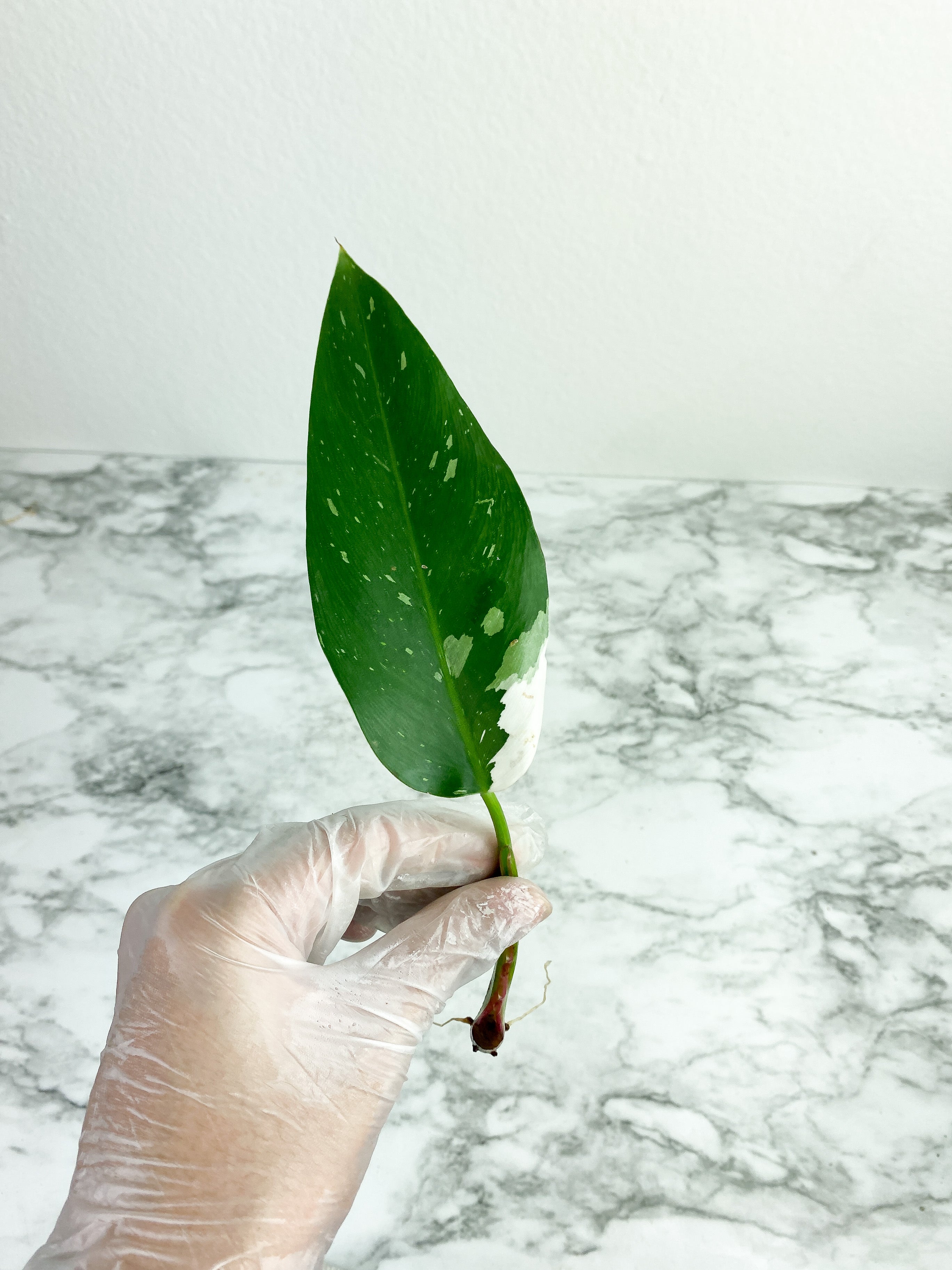 Sectoral Philodendron White Princess unrooted cutting