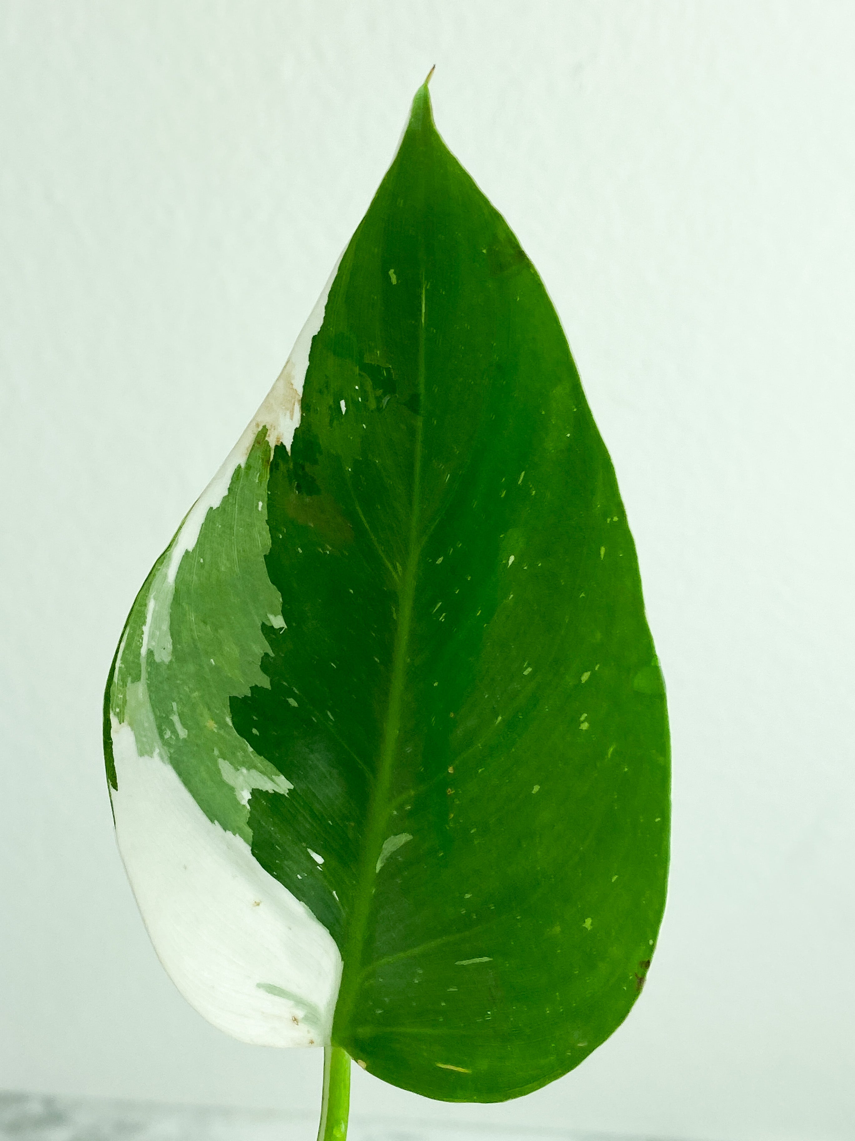 Philodendron White Princess unrooted cutting