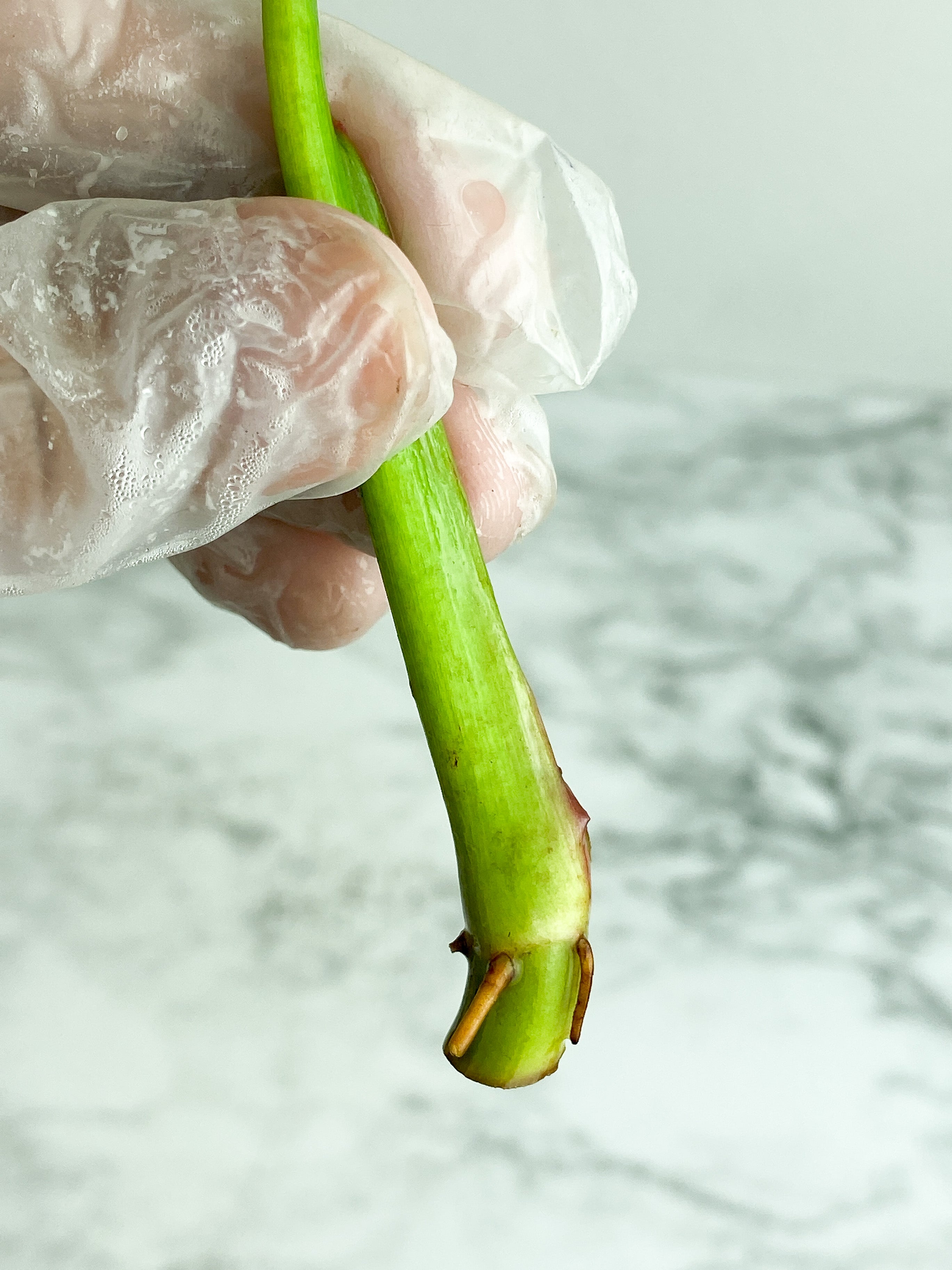 Philodendron White Princess unrooted cutting