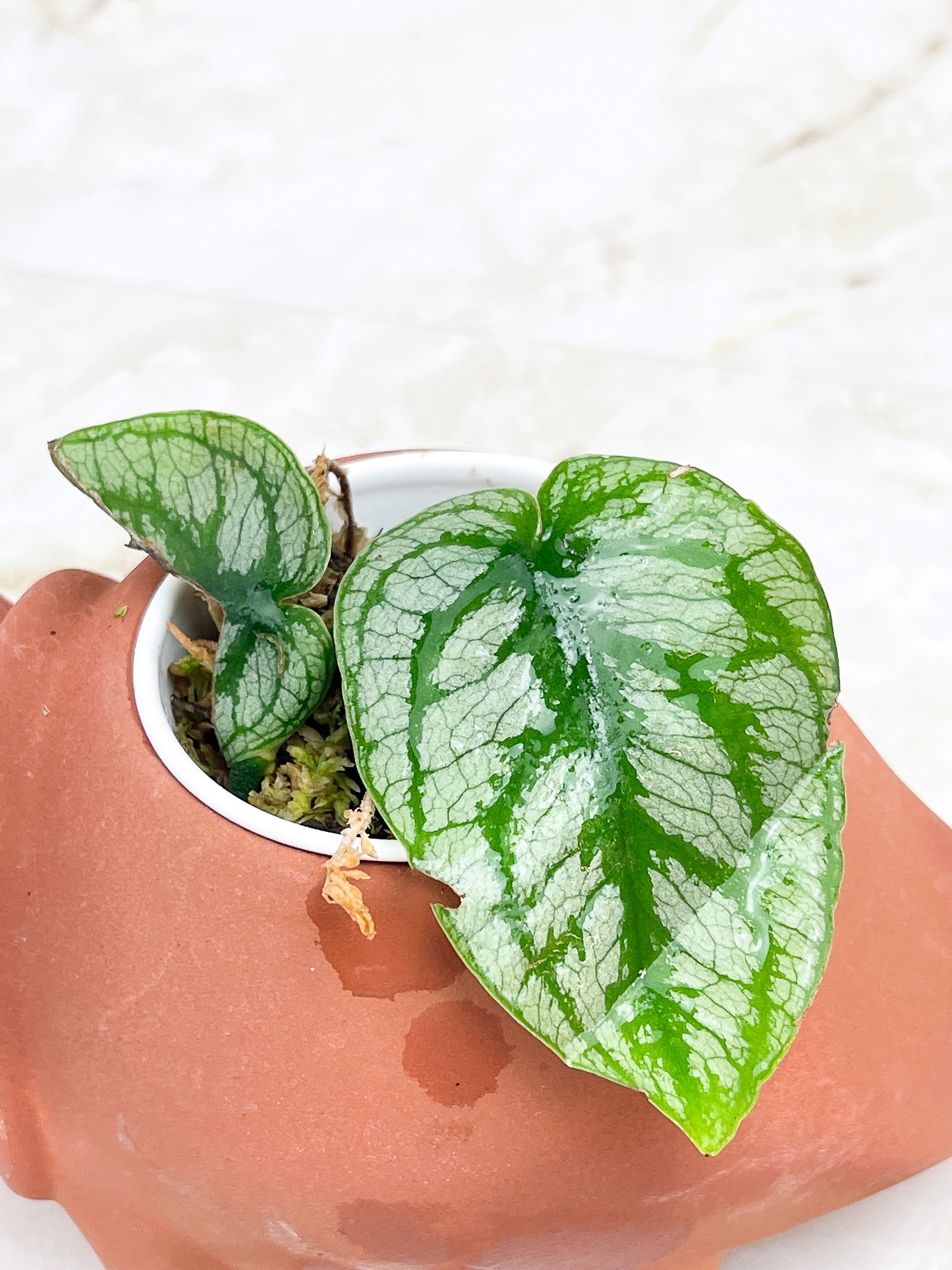 Monstera Dubia rooted