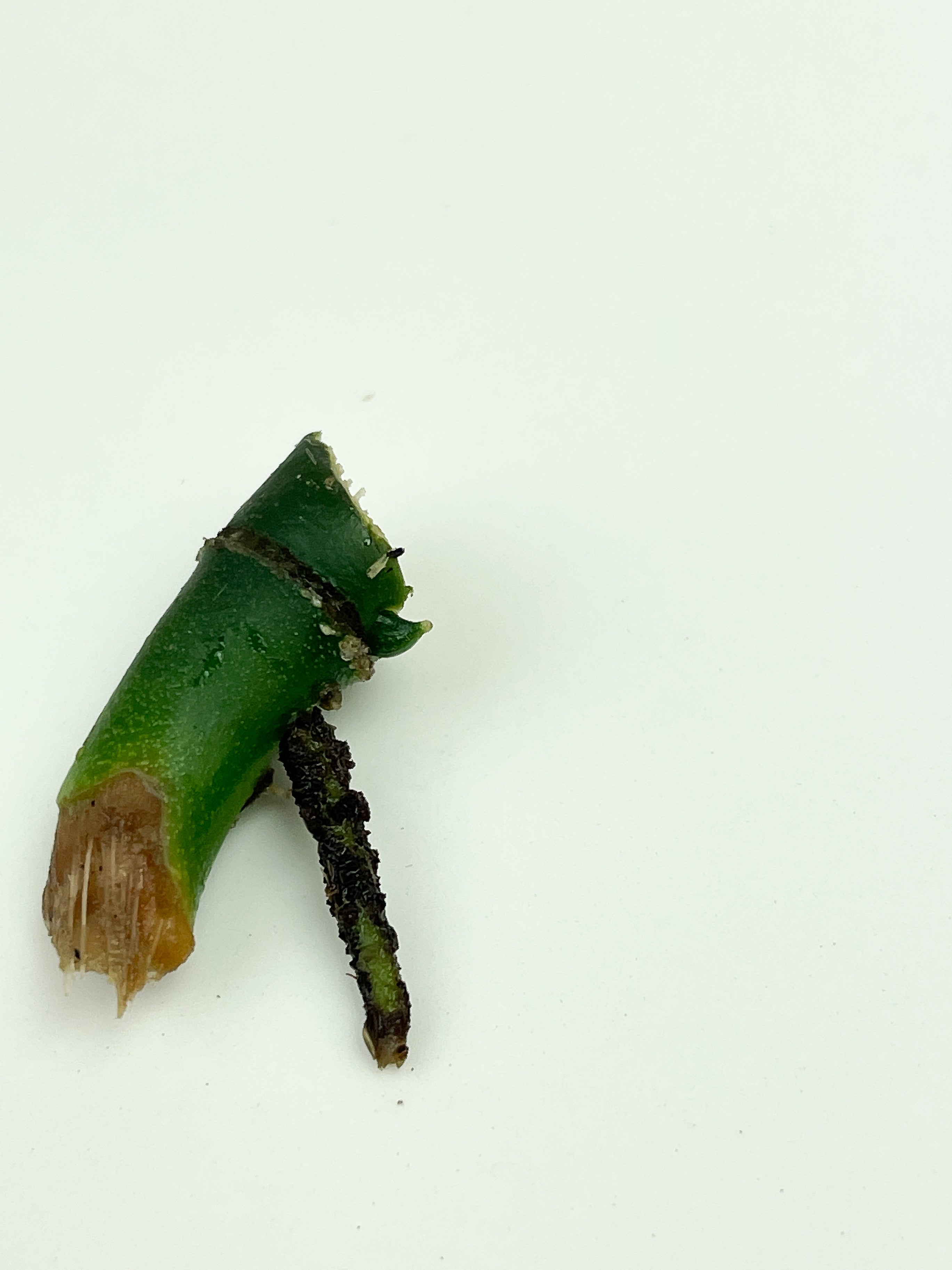 Monstera Esqueleto unrooted node