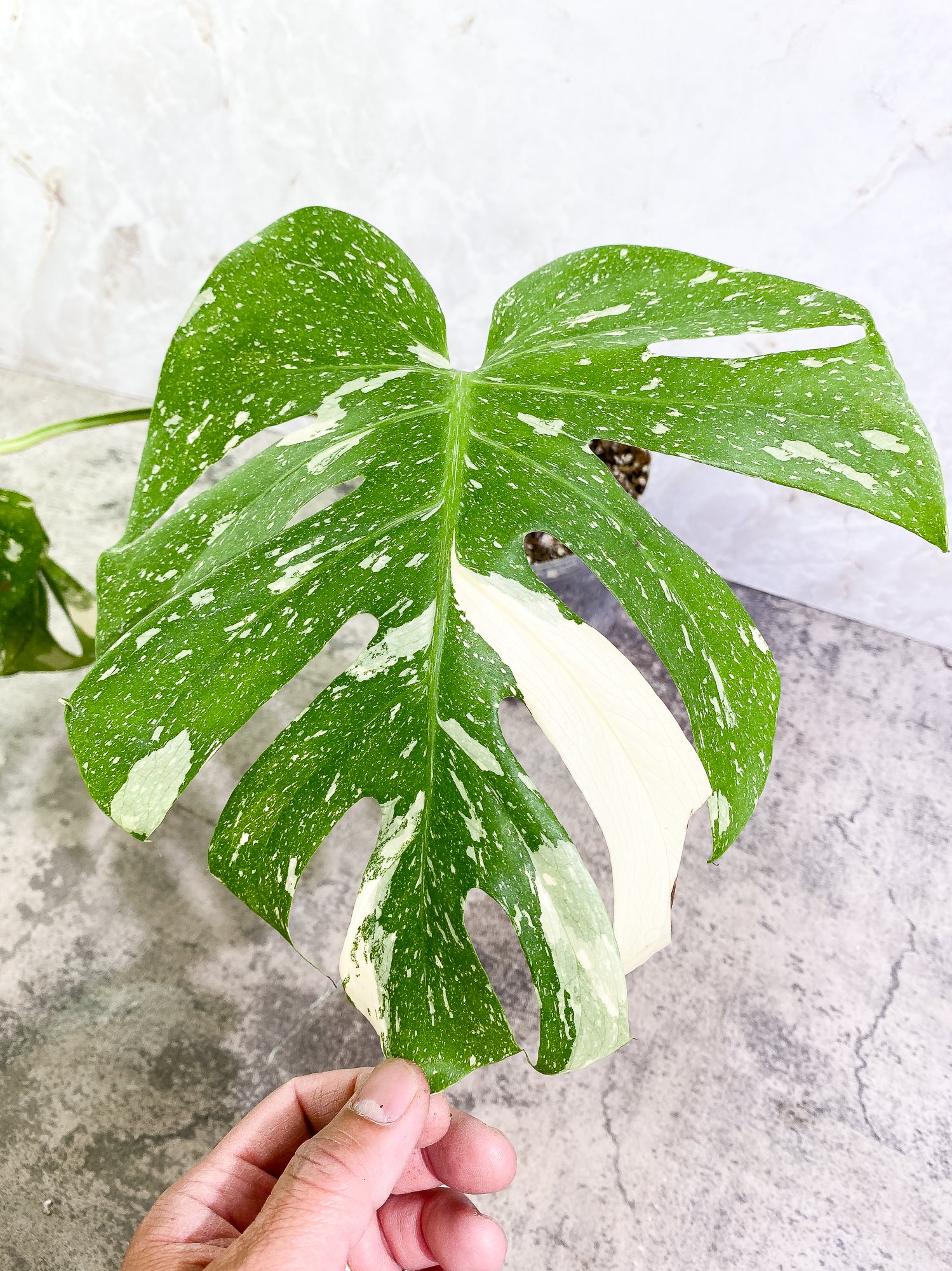 Monstera Thai Constellation 2 leaves Rooted