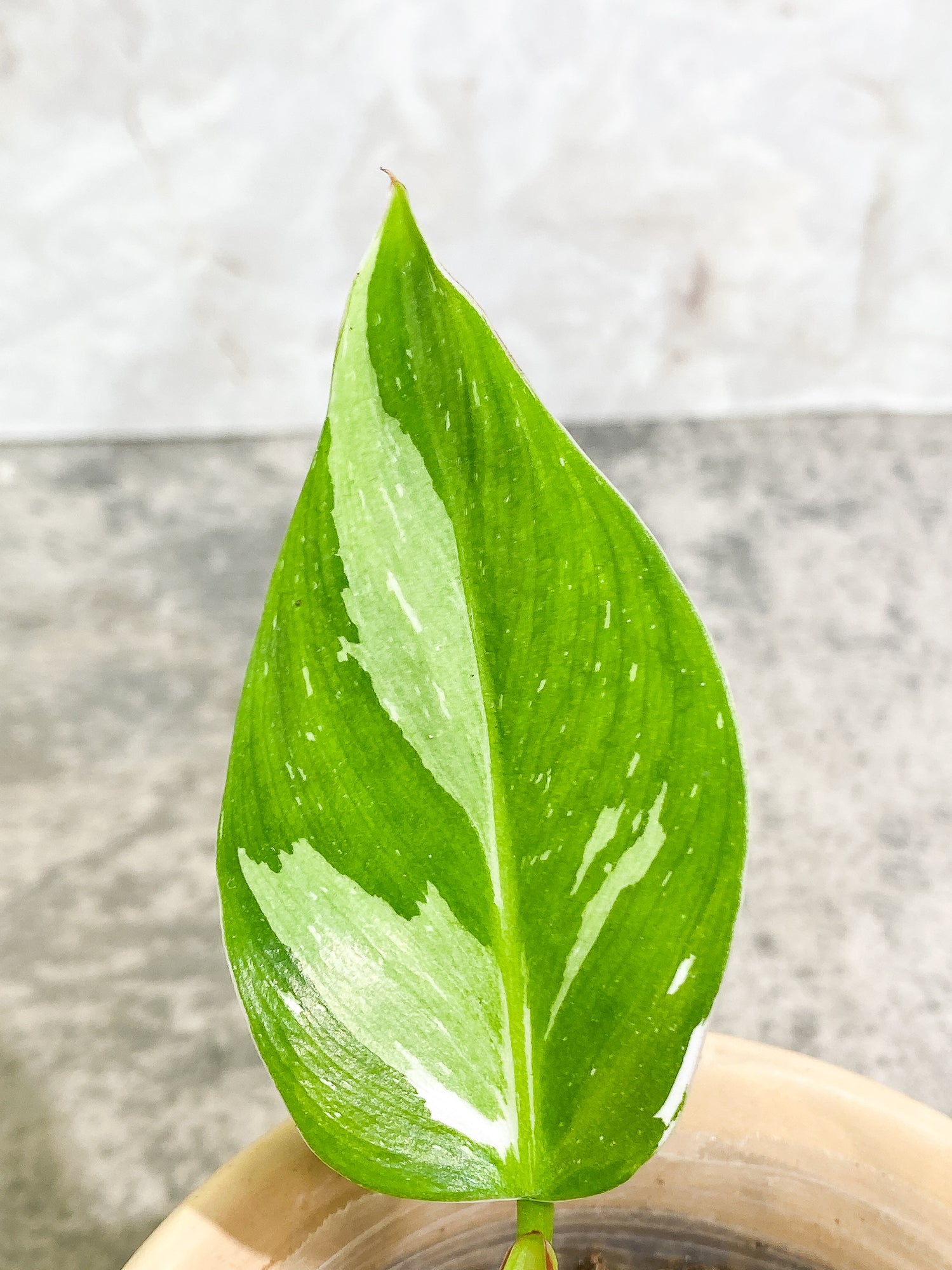 Philodendron White Princess 2 leaves fully rooted