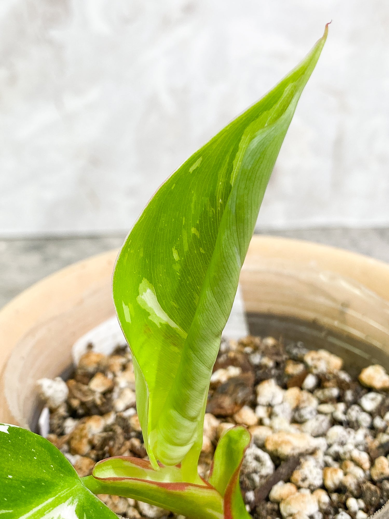 Philodendron White Princess 2 leaves fully rooted