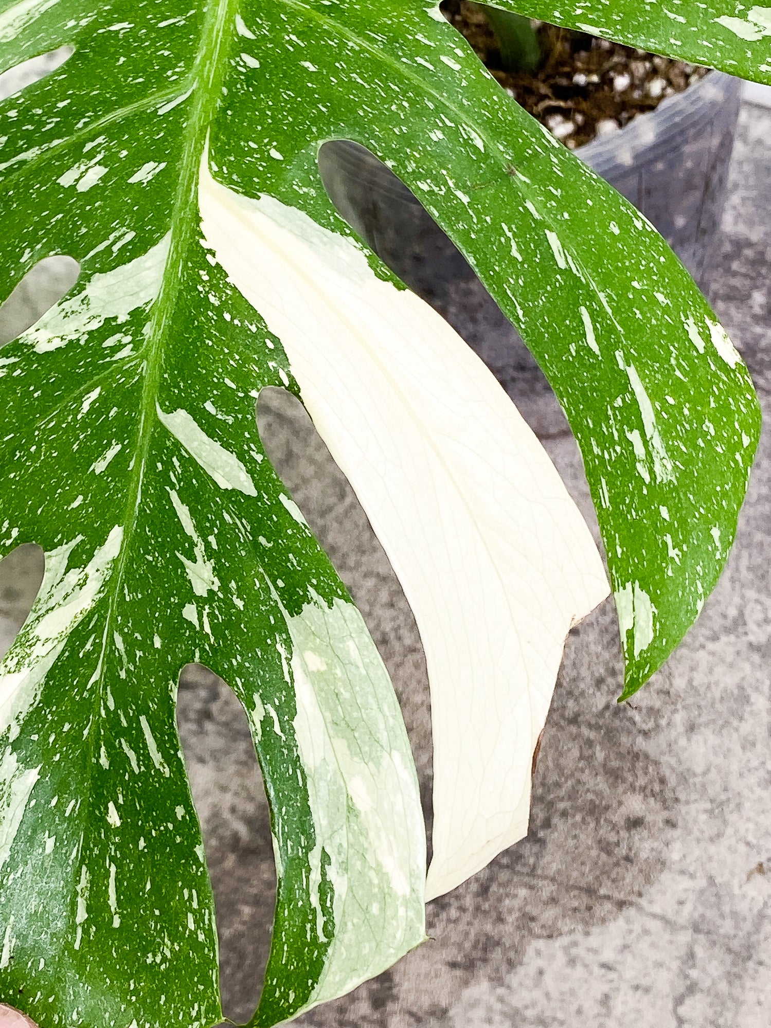 Monstera Thai Constellation 2 leaves Rooted