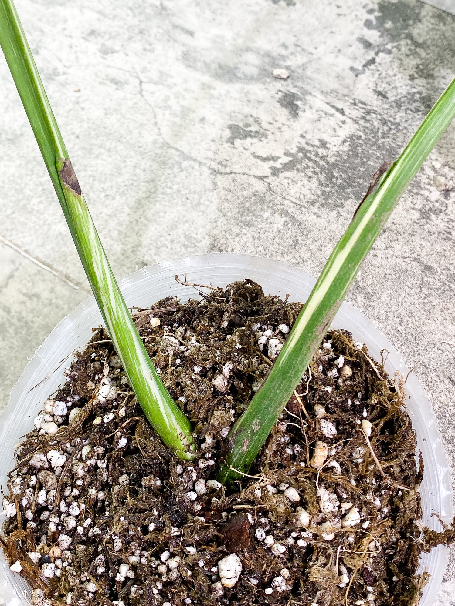 Monstera Thai Constellation 2 leaves Rooted