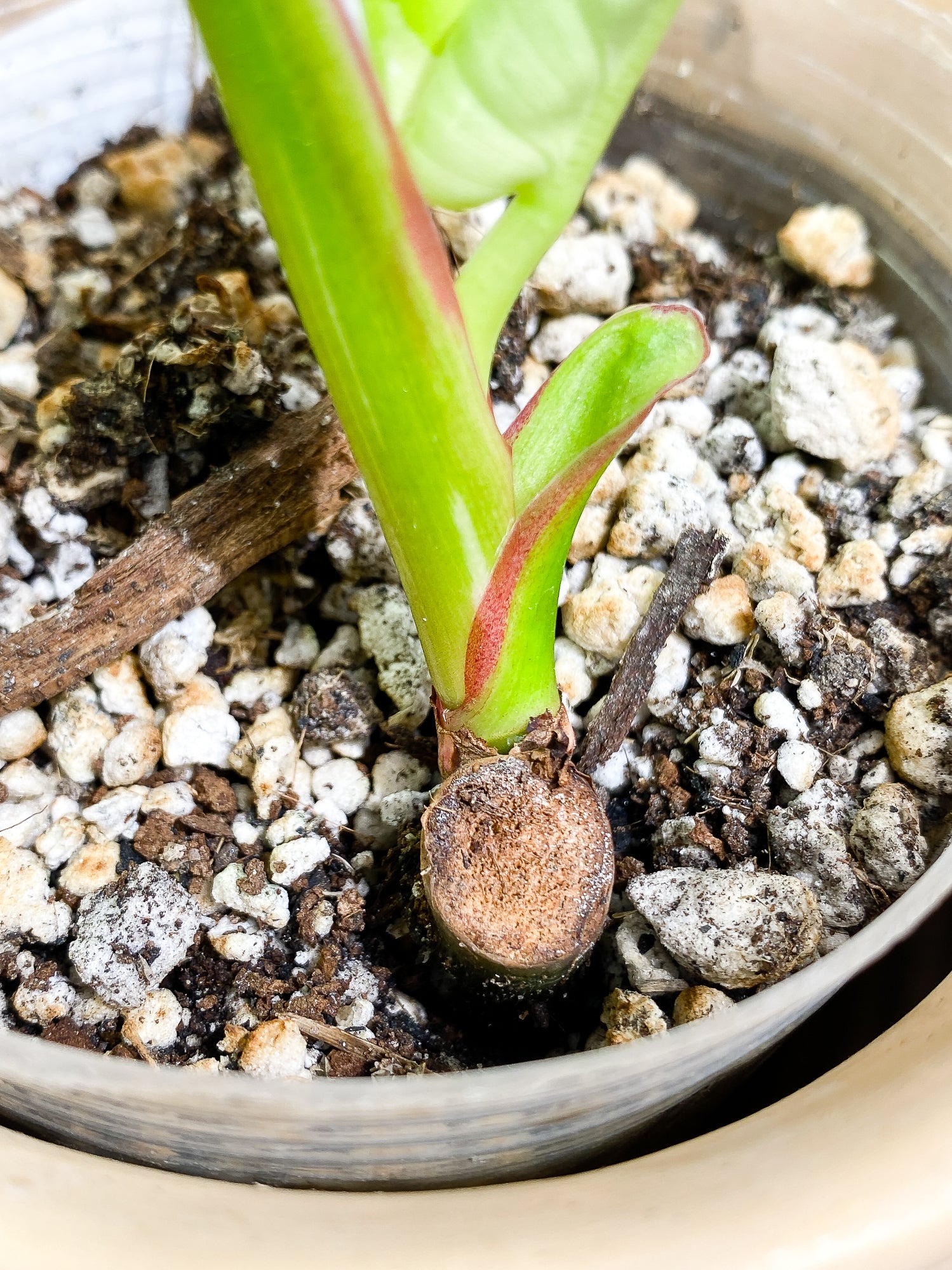 Philodendron White Princess 2 leaves fully rooted