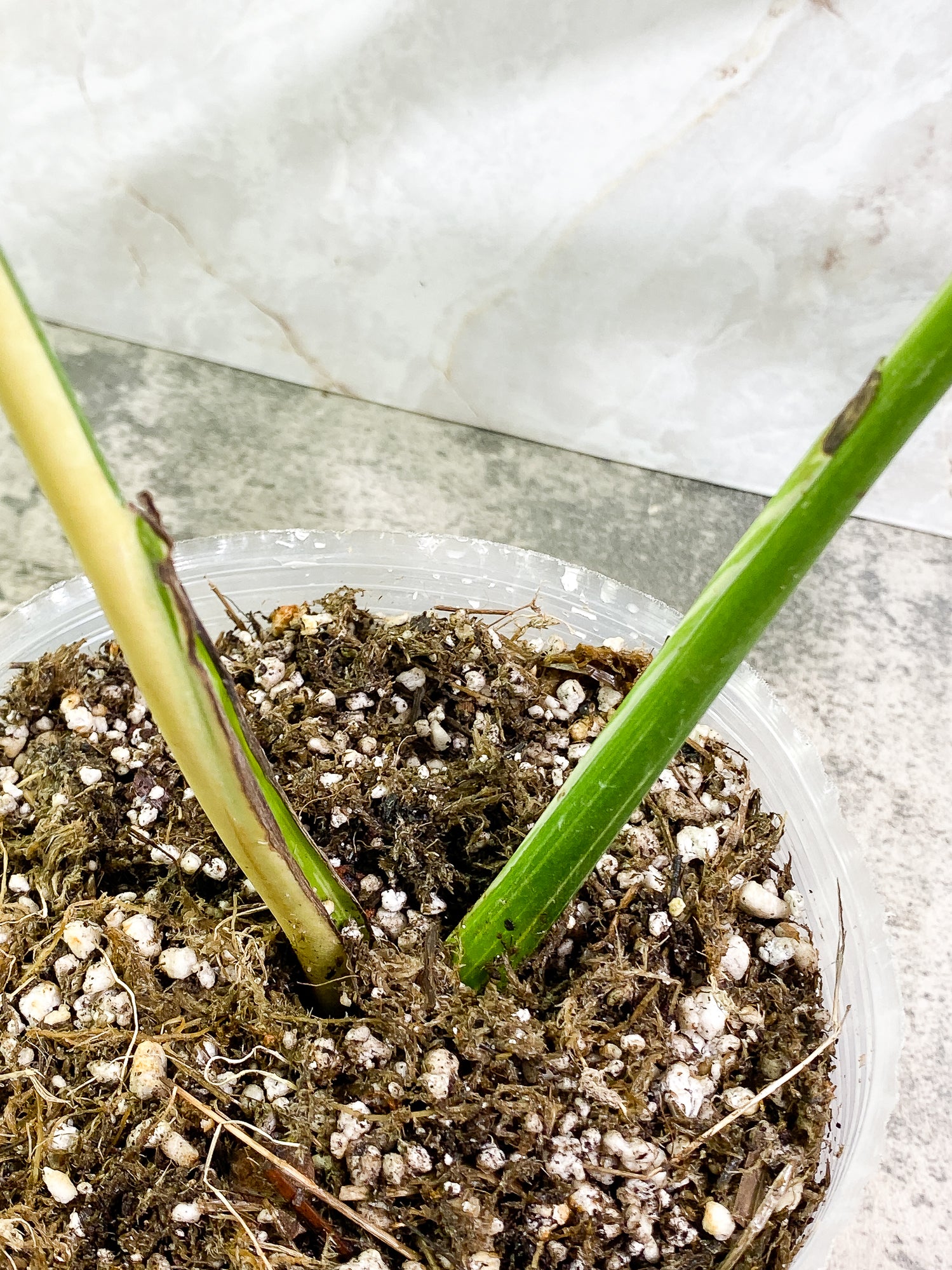 Monstera Thai Constellation 2 leaves Rooted
