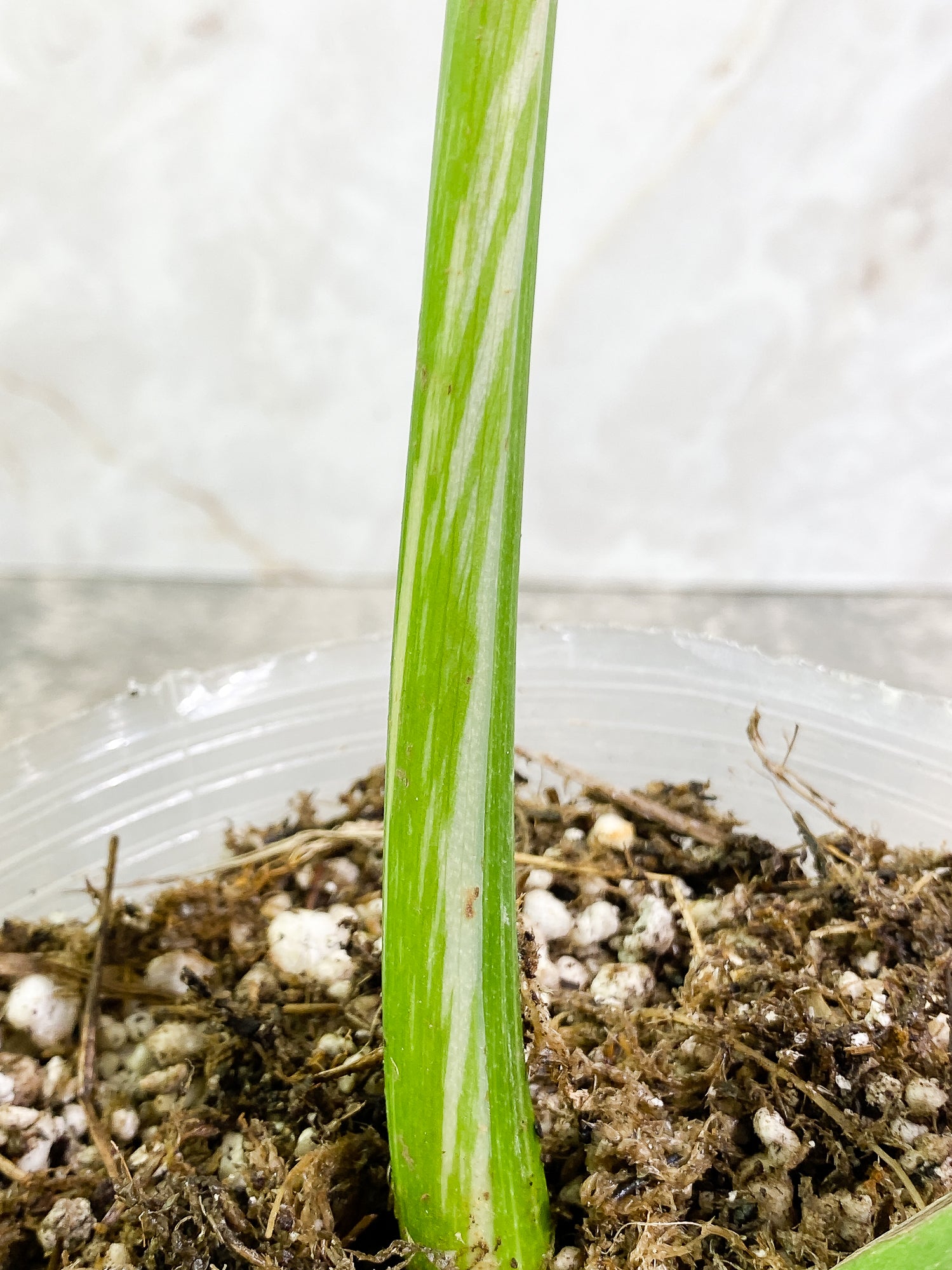 Monstera Thai Constellation 2 leaves Rooted