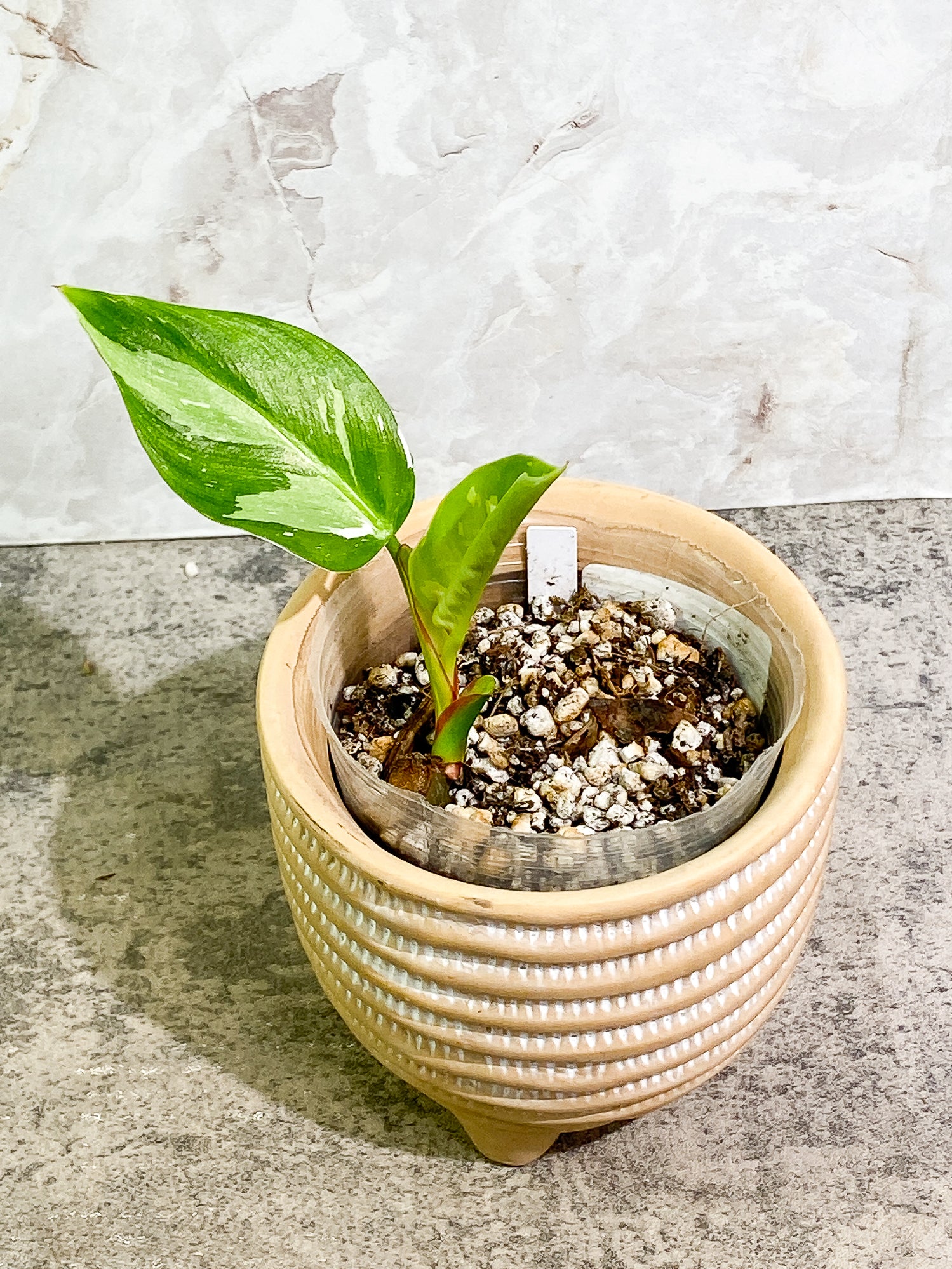 Philodendron White Princess 2 leaves fully rooted