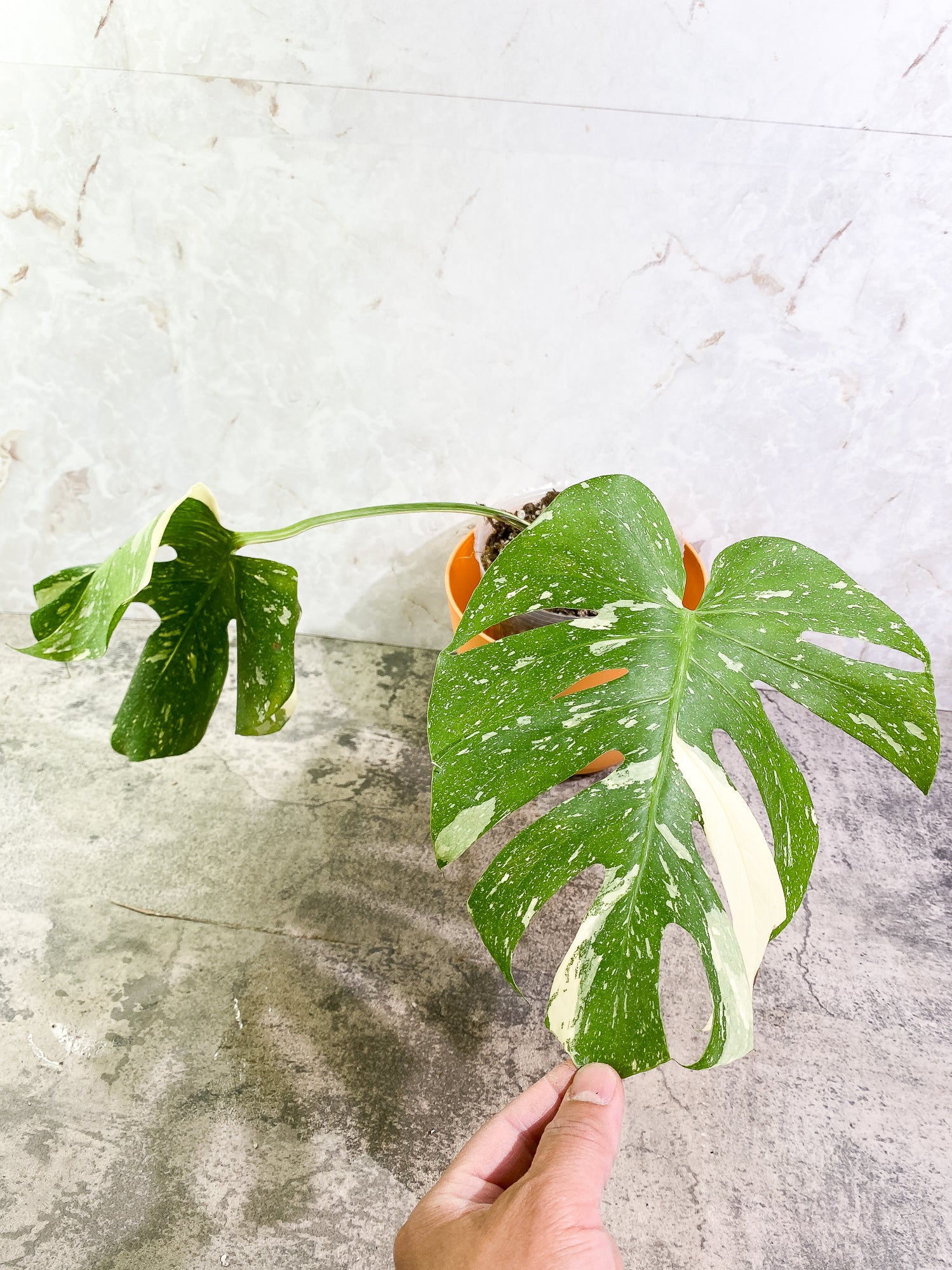 Monstera Thai Constellation 2 leaves Rooted
