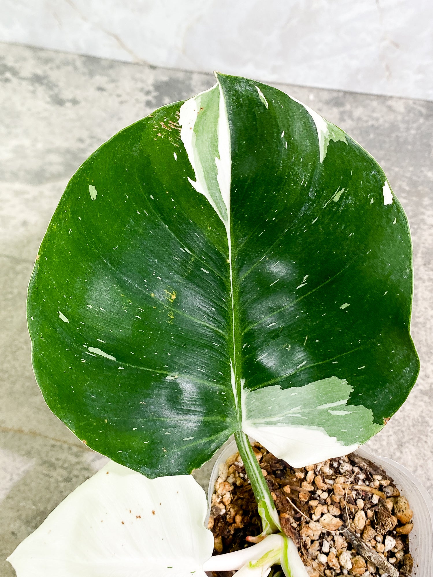 Philodendron White Wizard 4 leaves 1 sprout fully rooted