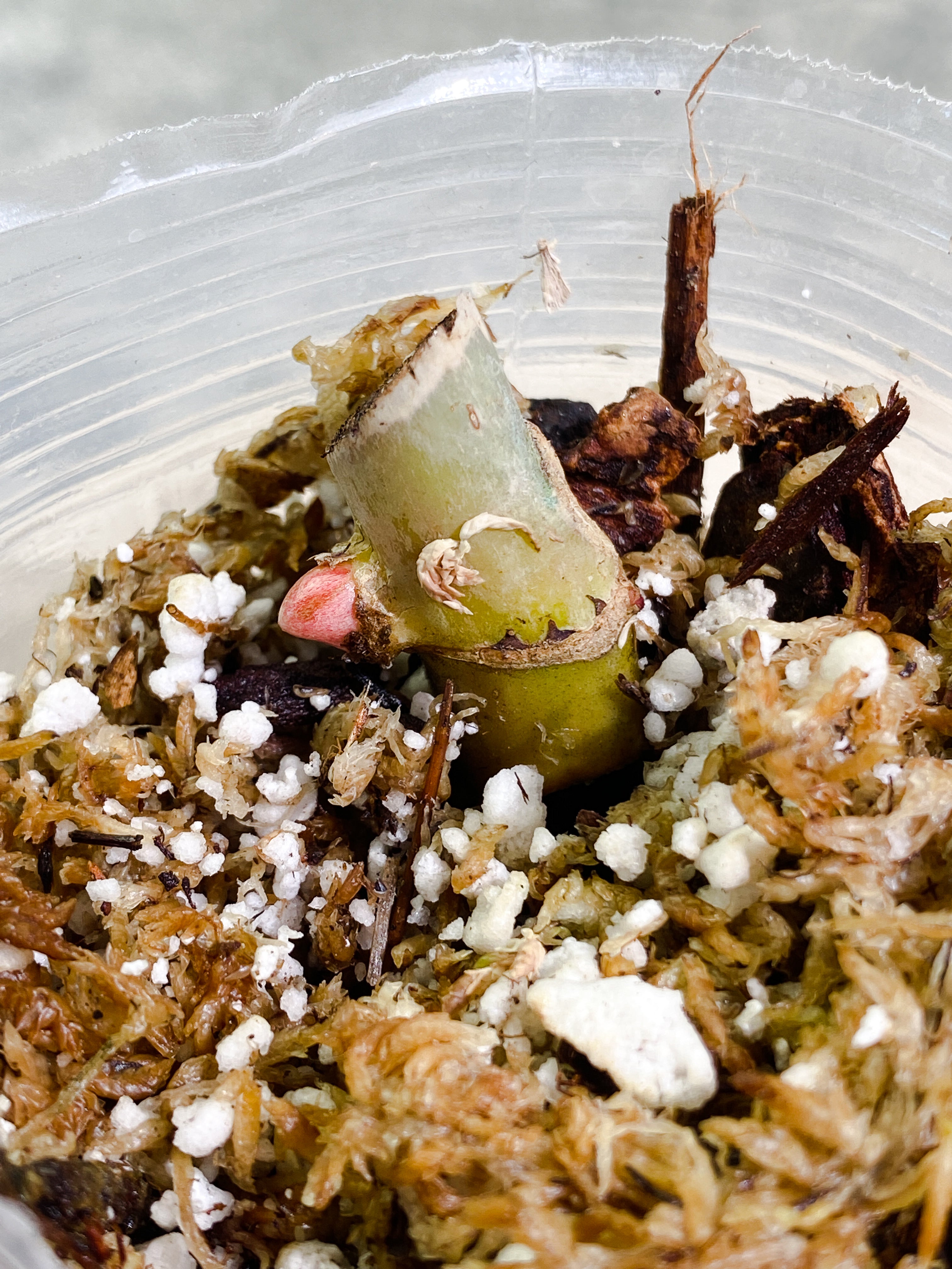 Philodendron Snow Drift node with 1 sprout rooting