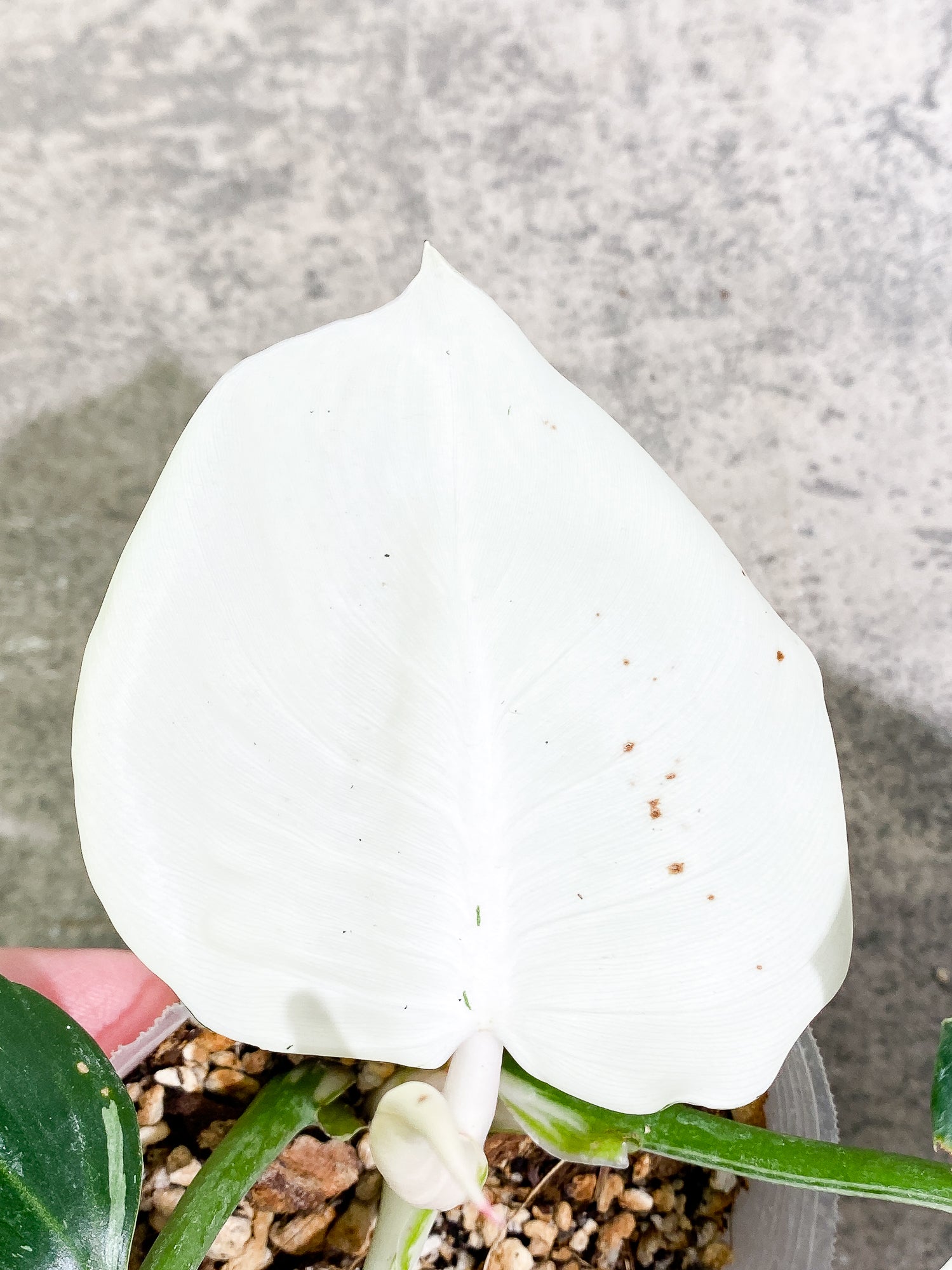 Philodendron White Wizard 4 leaves 1 sprout fully rooted