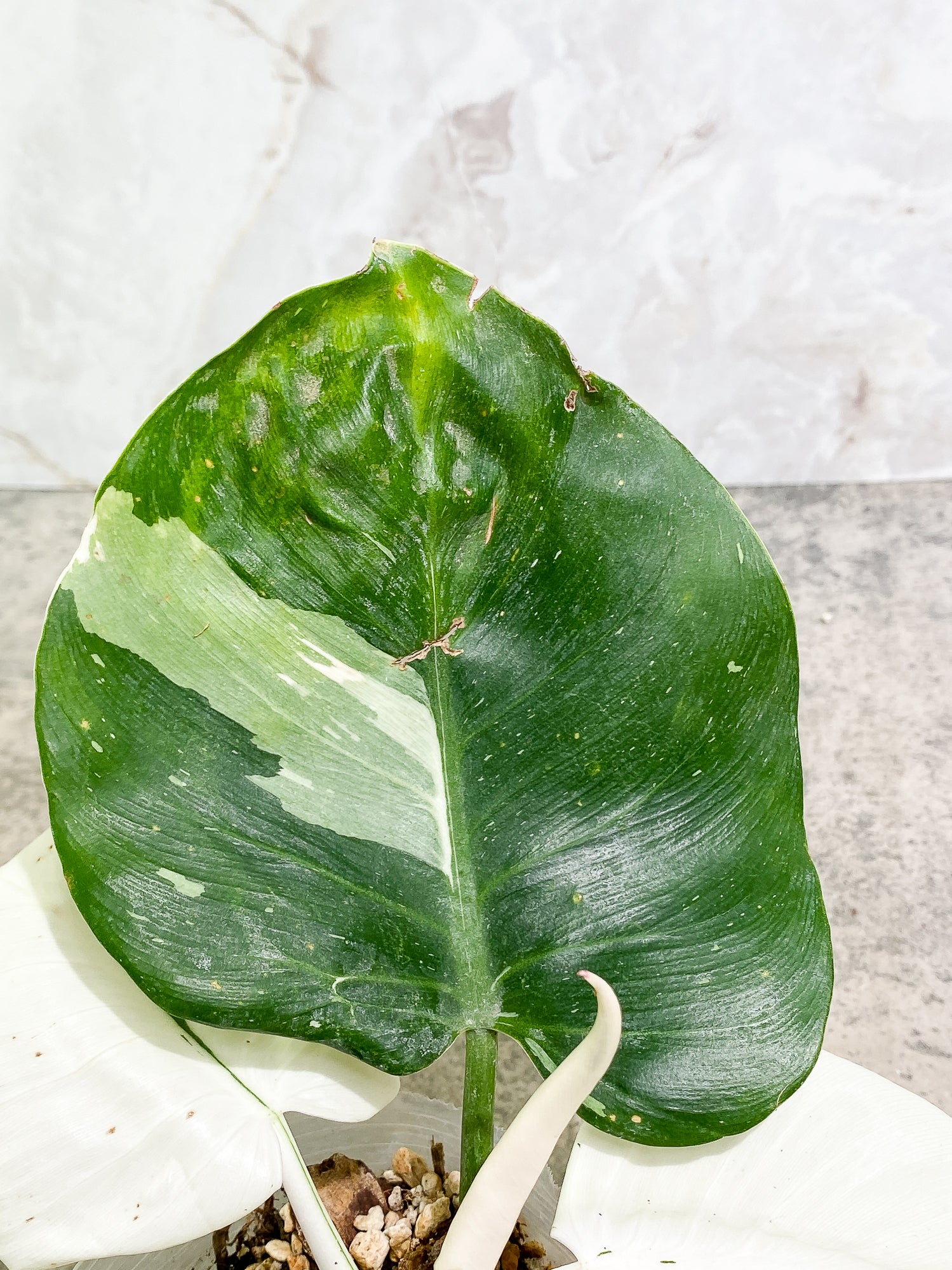Philodendron White Wizard 4 leaves 1 sprout fully rooted