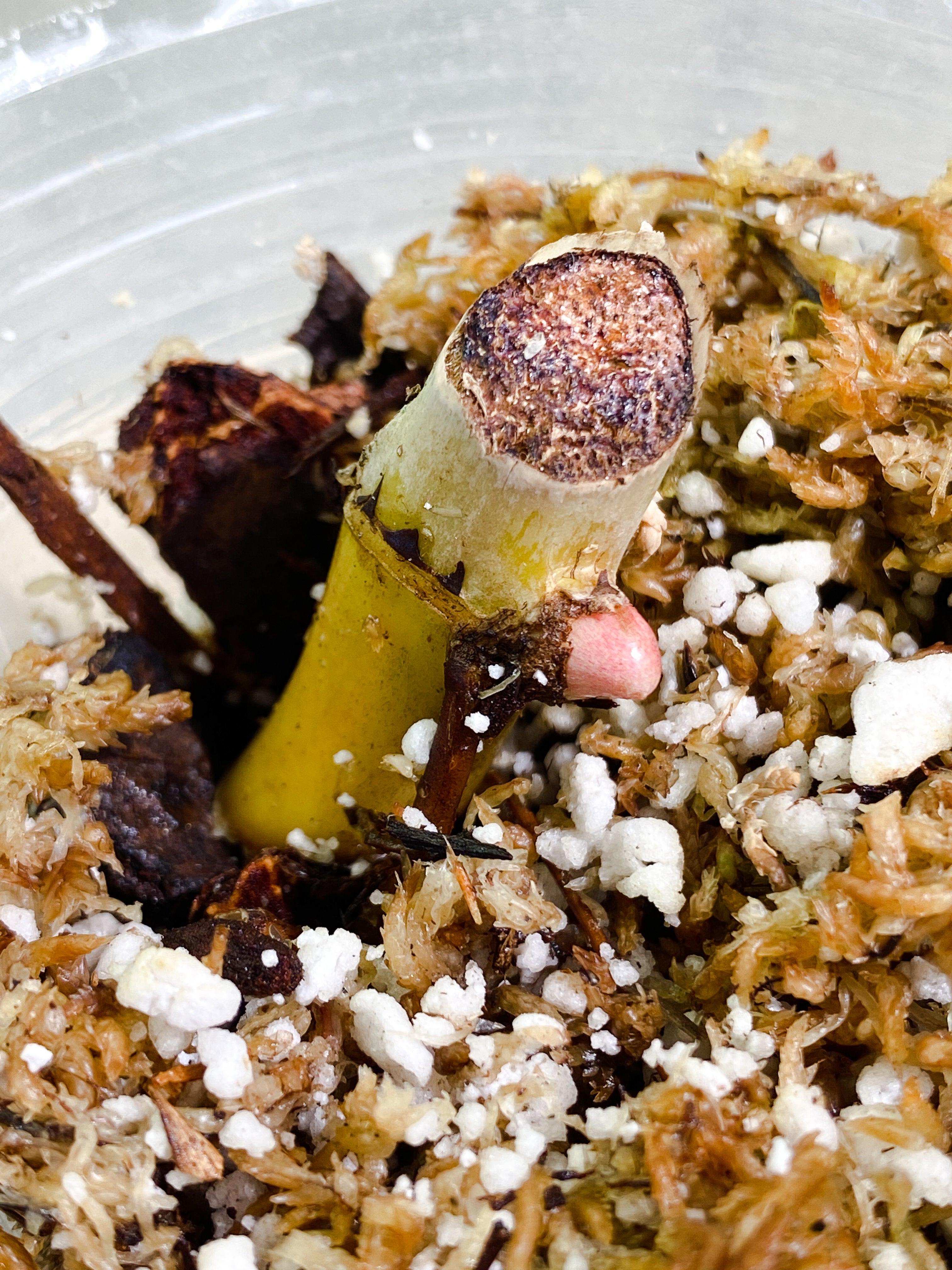 Philodendron Snow Drift node with 1 sprout rooting